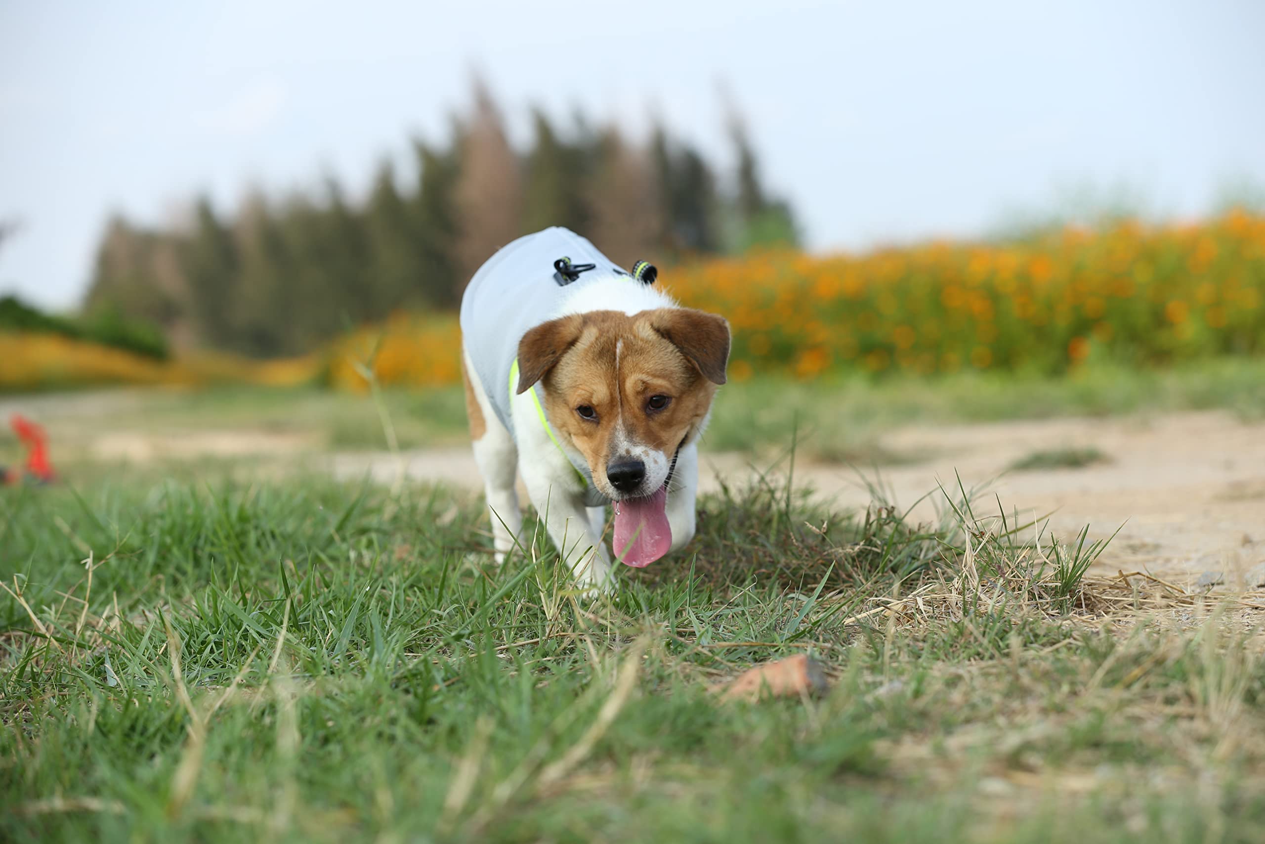 WINHYEPET Harnais Rafraîchissant pour Animaux(Jaune/Gris,S)