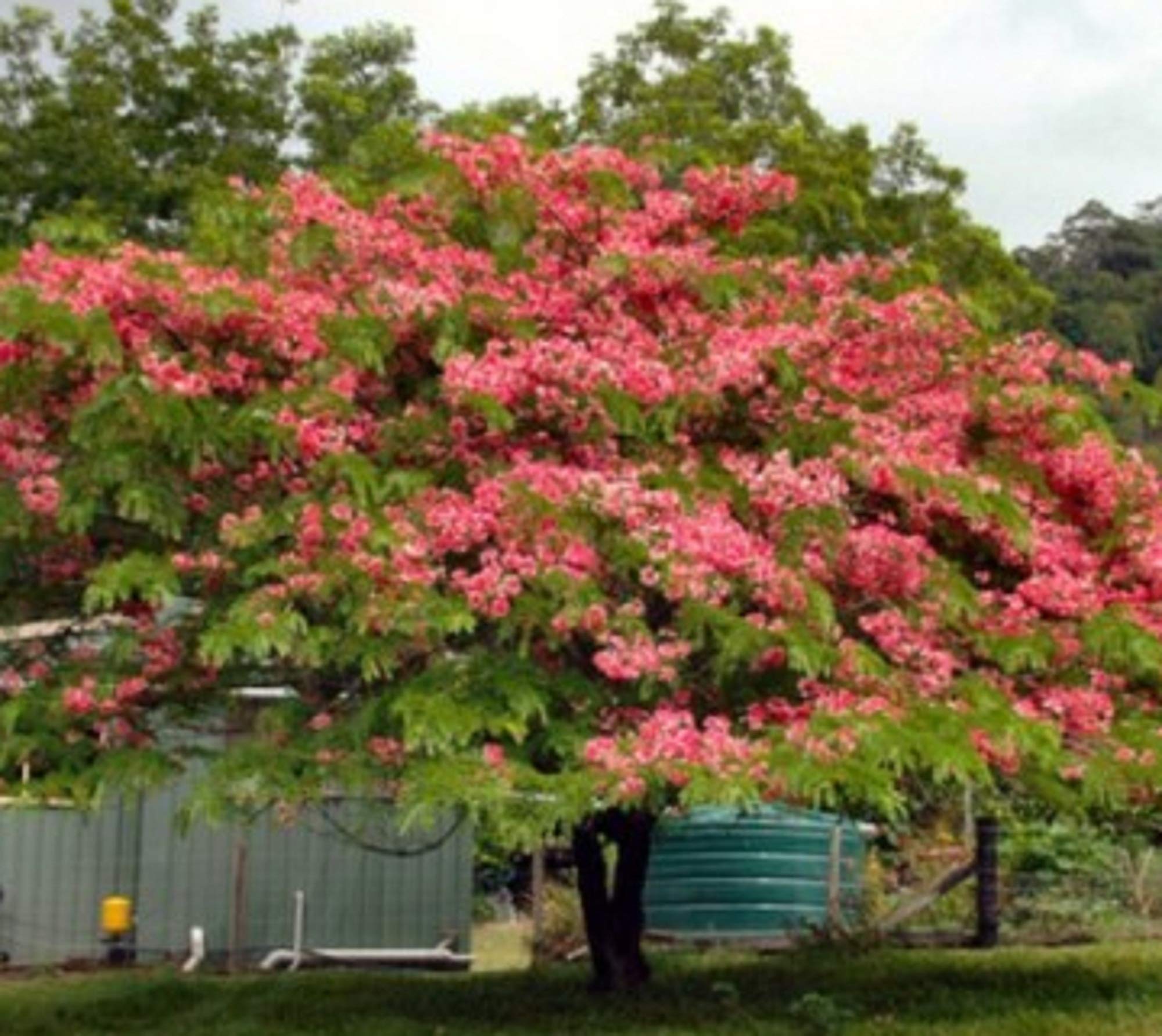 See full amazon price history chart for SS Naturals- Cassia Nodosa, Exotic Pink Shower Tree, Helps In Air Purifing,Appleblossom Tree, LIVE Ornamental, Out Door Plants (15 Seeds) SS Naturals- Cassia Nodosa, Exotic Pink Shower Tree, Helps In Air Purifing,Appleblossom Tree, LIVE Ornamental, Out Door Plants (15 Seeds) (B088LPWQ3S) Amazon Price History, Amazon Price Tracker