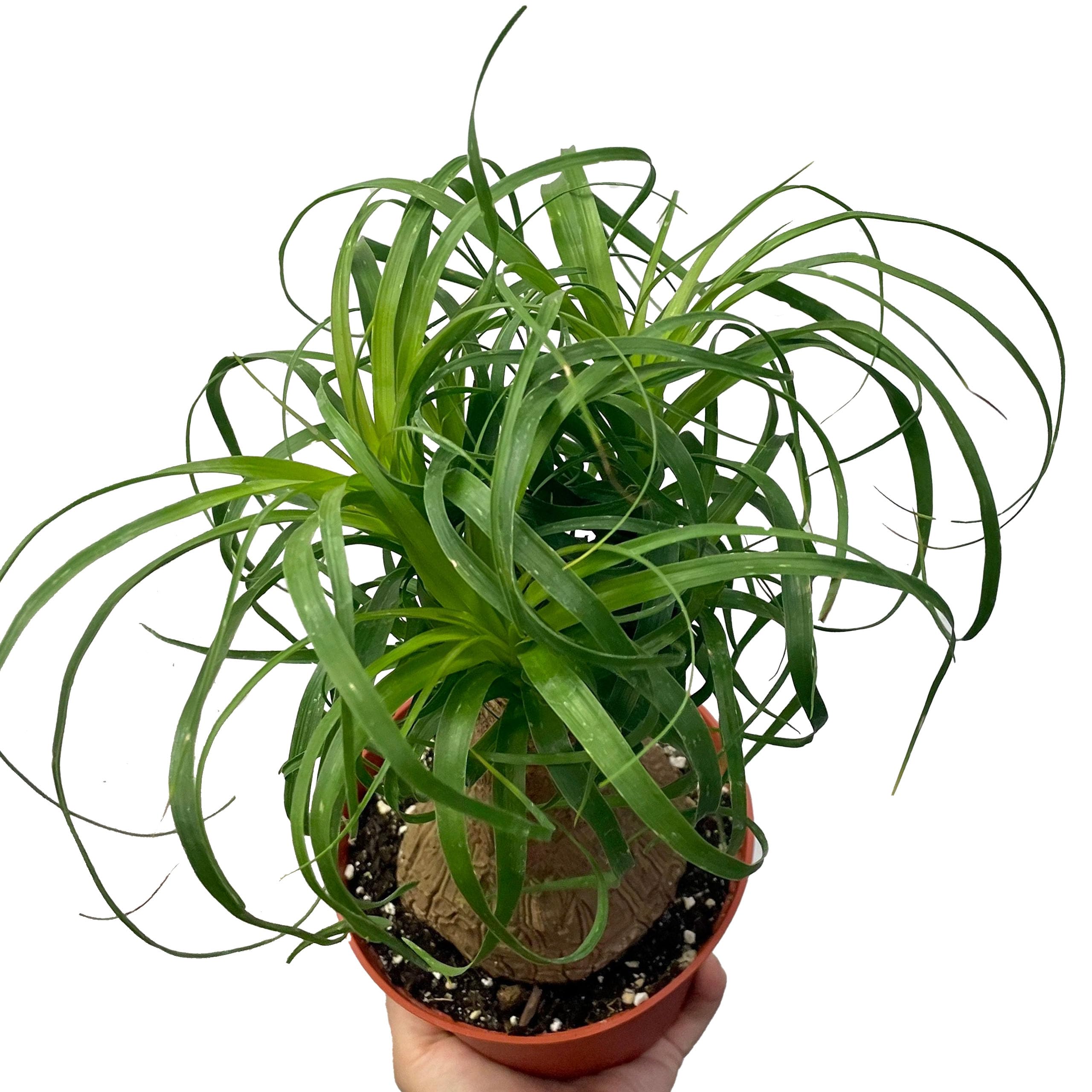 Foliage Ponytail Palm Live Plant, With Pot-picture-14