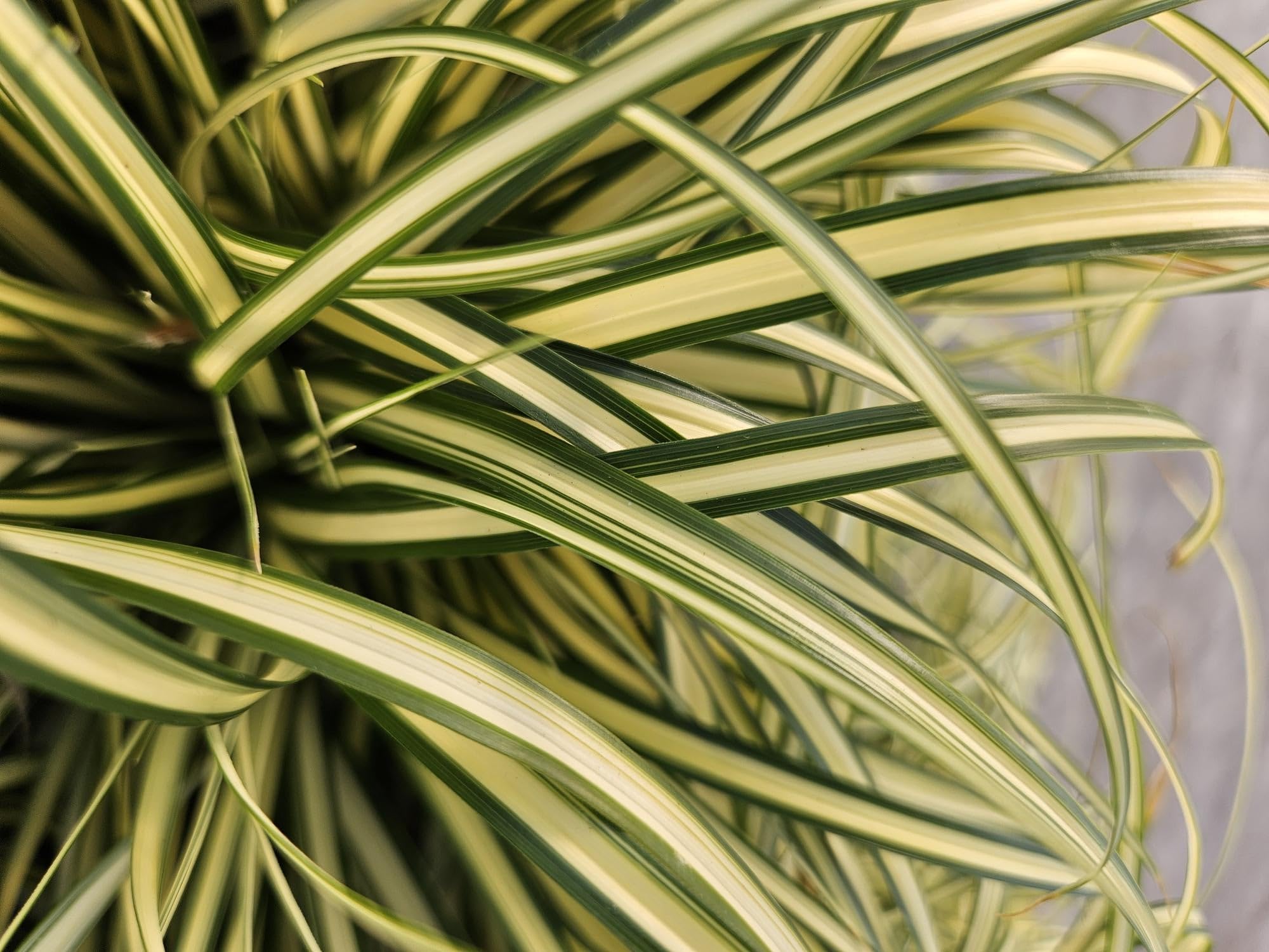 Carex oshimensis Evergold – 24 rośliny, 10-25 cm, Ø 9 cm, mrozoodporna trawa ozdobna, złotozielone liście, łatwa w pielęgnacji, do zacienionych obszarów
