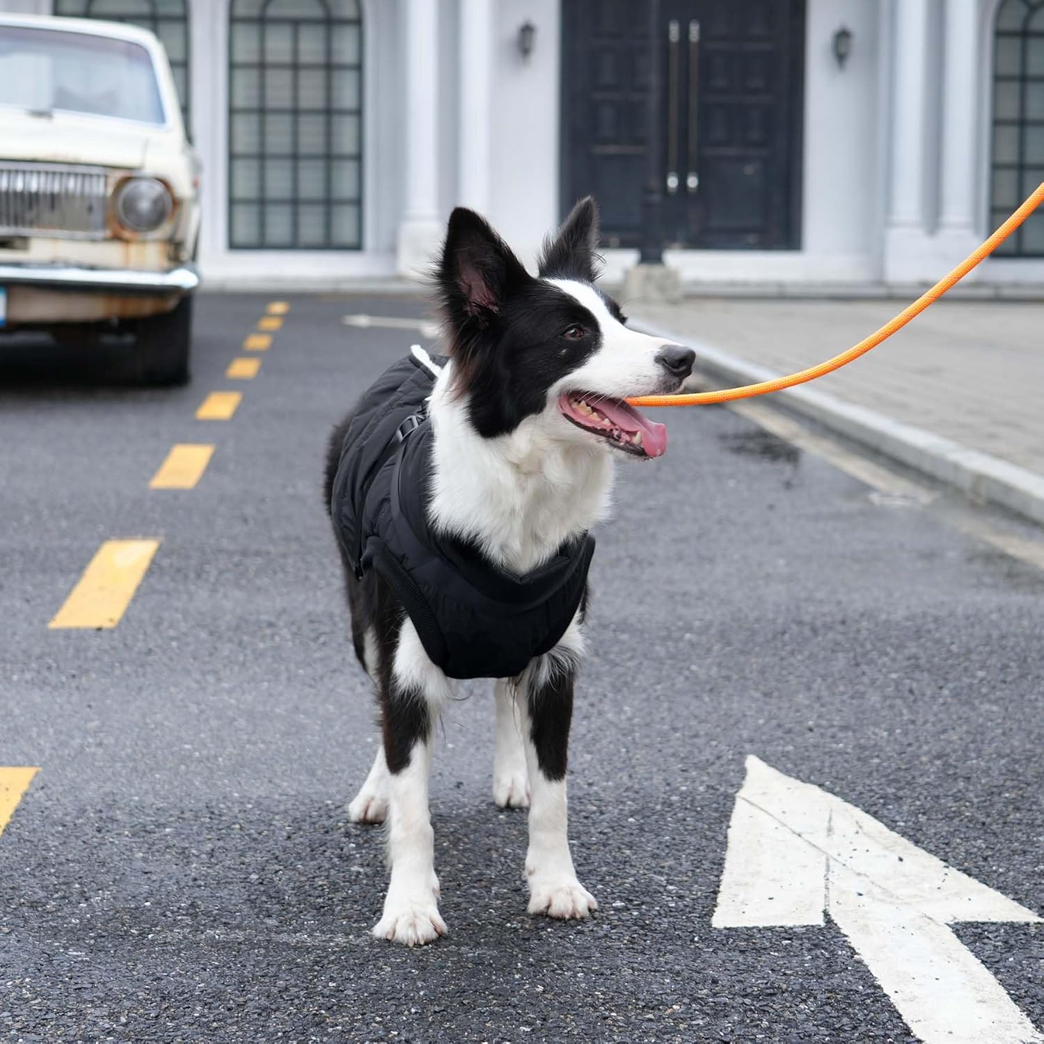 JoyDaog 2 Layers Fleece Lined Warm Dog Jacket for Puppy Winter Cold Weather,Soft Windproof Small Dog Coat,Green XS