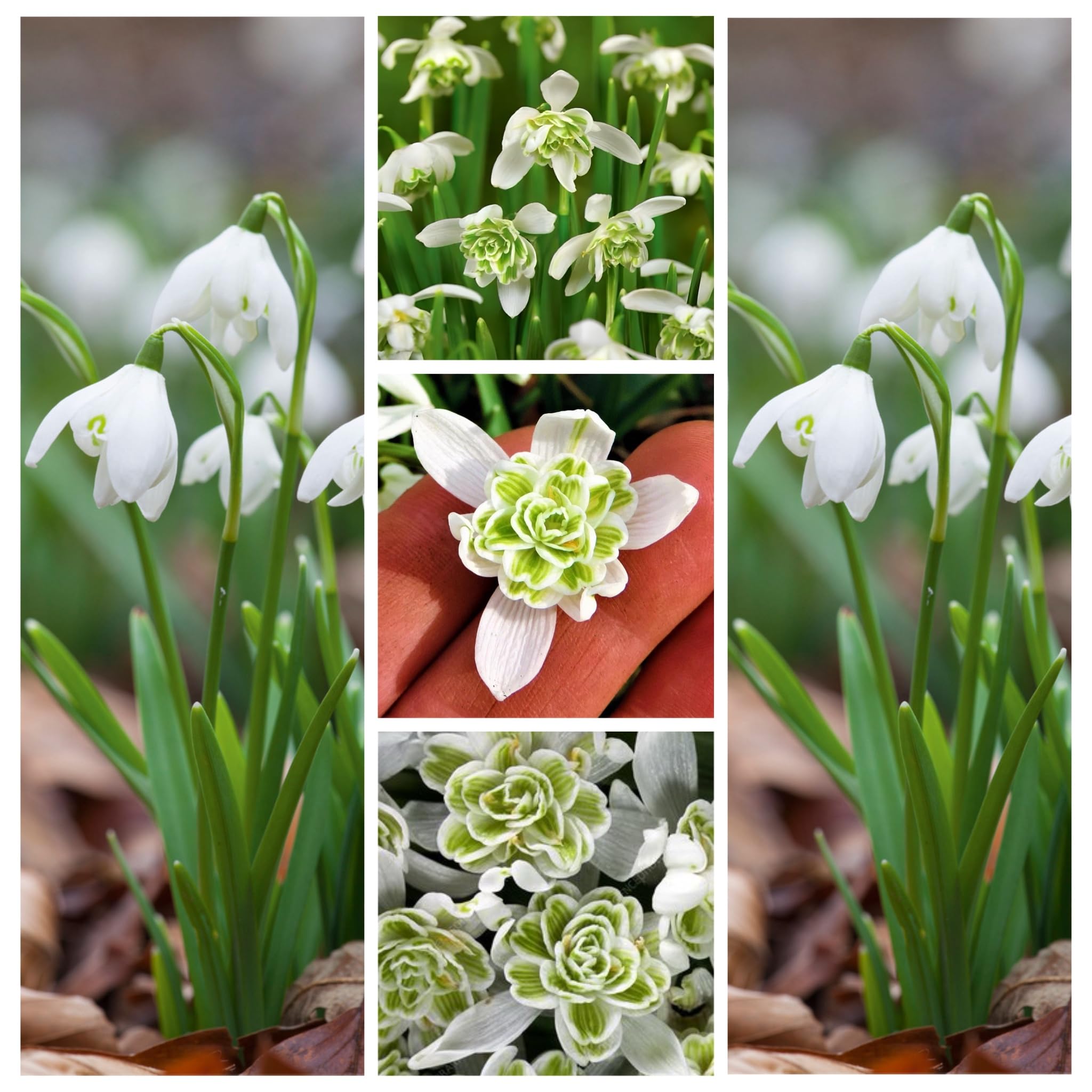 Double Snowdrops in The Green - Galanthus Nivalis Flore Pleno - Snowdrop Bulbs - Snowdrops UK- Spring Flowering- Plant Now (25) Spring Bulbs Garden Plants Flower