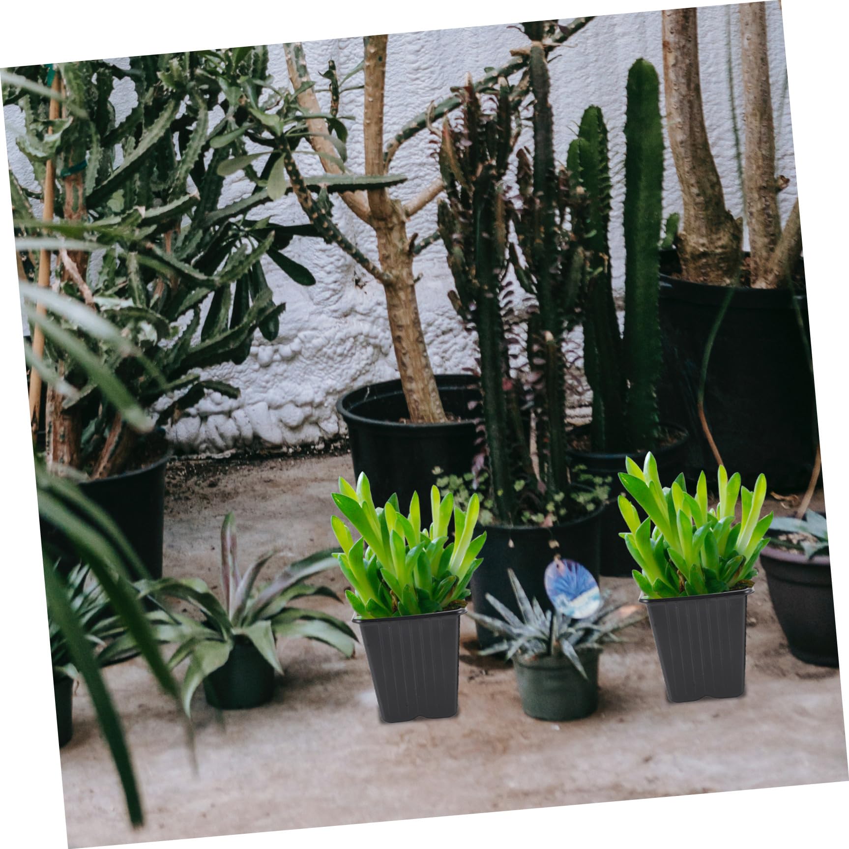 Hemobllo 27pièces Pot de Semis Plastique pour Germination des Plantes Bacs de Culture pour Pépinière Fournitures de Jardinage Plastique Pots de Semis pour Culture des Plantes