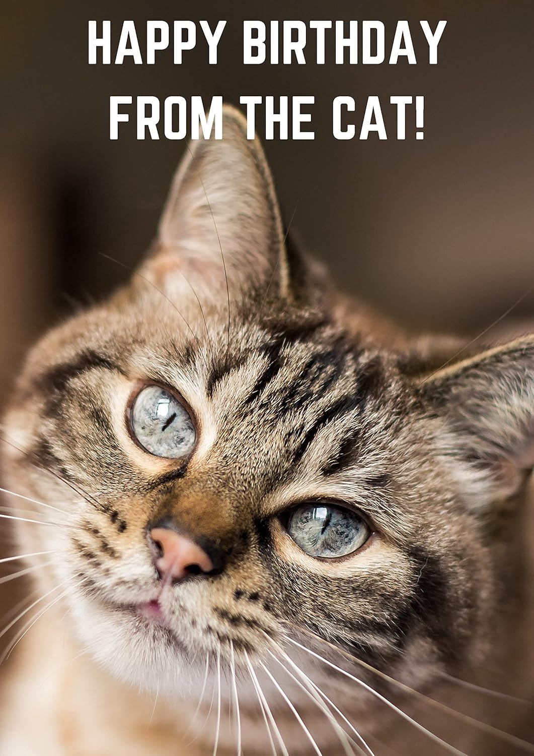 From The Tabby Cat Birthday Card Amazon.co.uk Stationery & Office