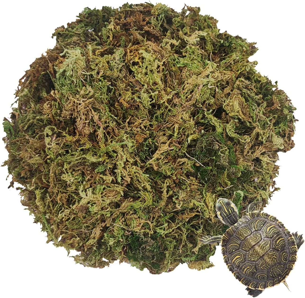 Hamiledyi Natural Sphagnum Moss Bedding Reptile Moss for Frogs Toads Salamanders Turtles Anoles or Green Snakes and Other Reptiles and…