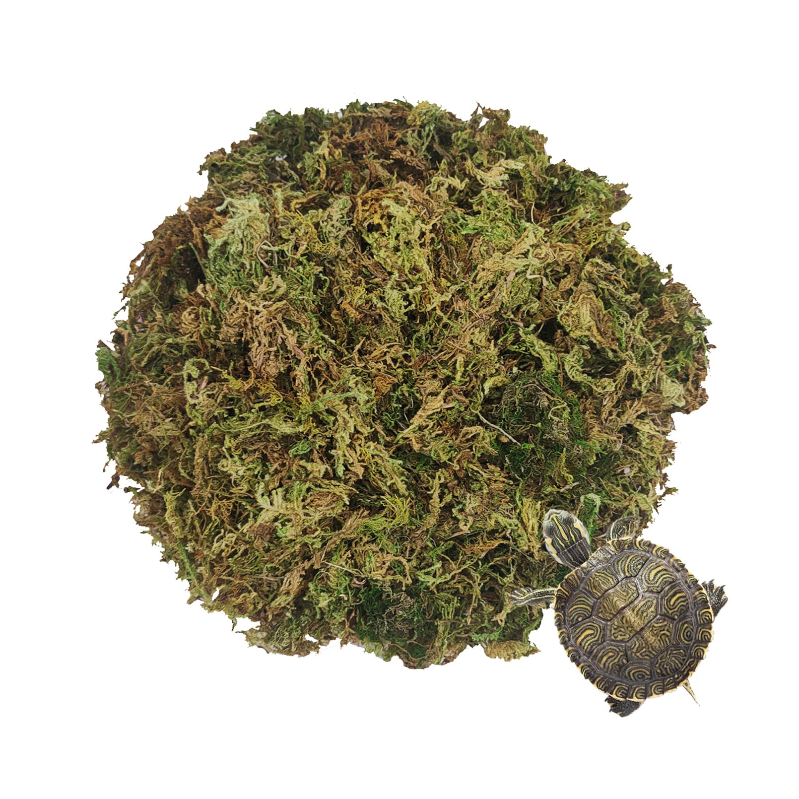 Hamiledyi Natural Sphagnum Moss for Reptiles and Plants Turtle Moss Bedding for Frogs Toads Salamanders Tortoises Snakes Anoles or Other Reptiles and Amphibians (10.58 OZ)