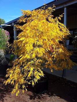 Germaines Gyration Japanese Maple 3 - Year Graft
