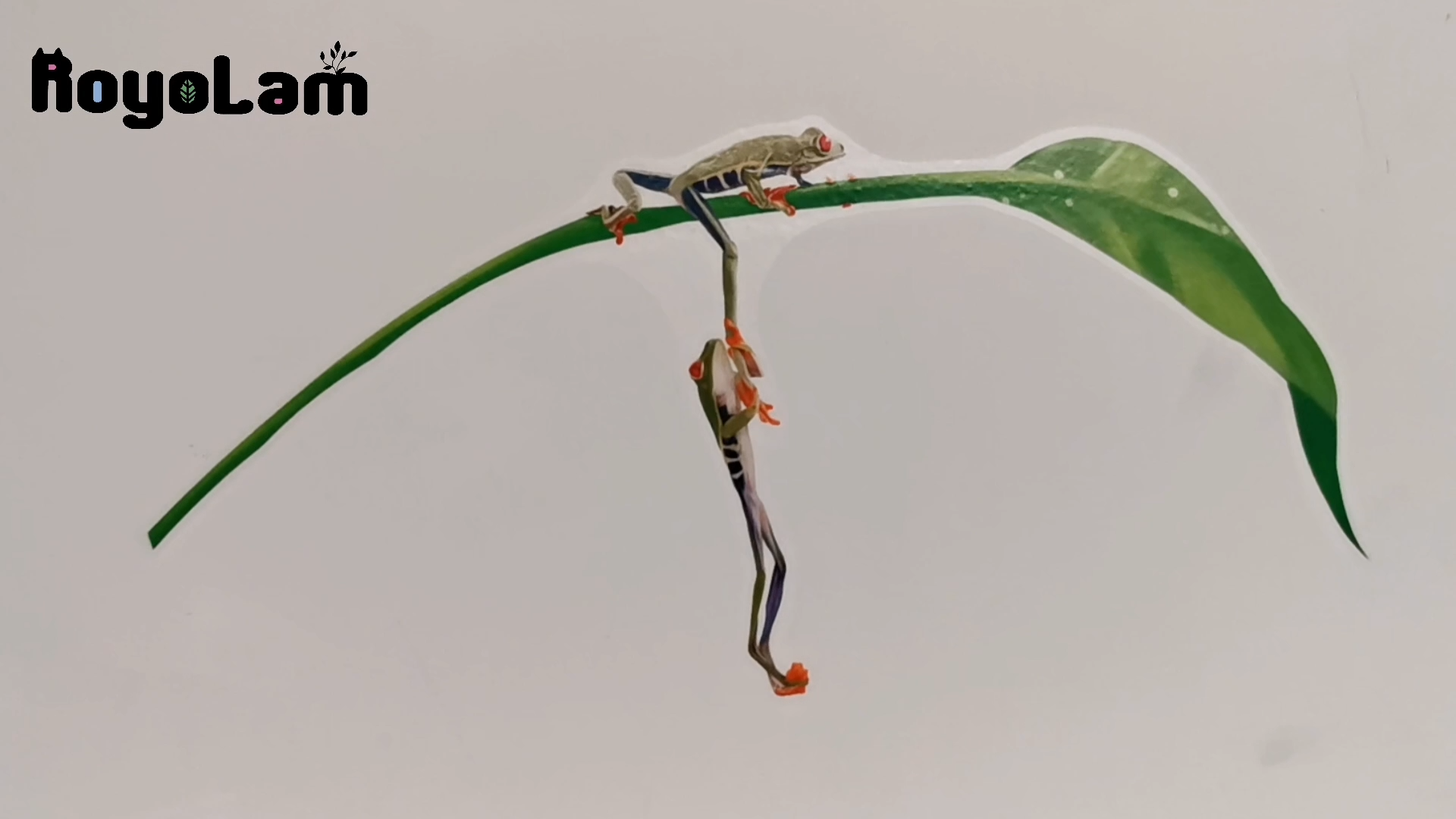 Vinilo decorativo de rana arborícola con ojos rojos miniatura 7