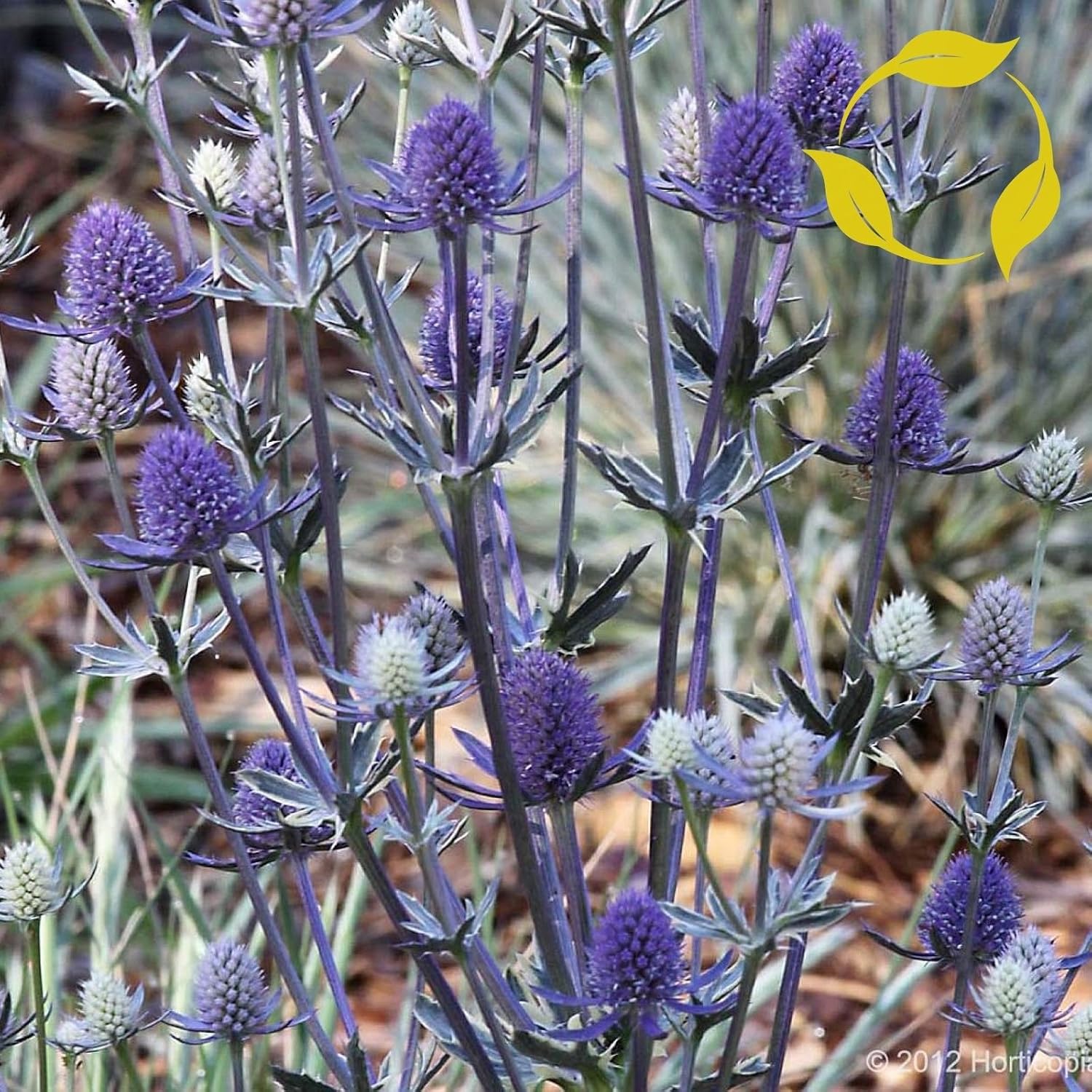 BLUE ERYNGO Eryngium Planum SEEDS Patio, Lawn & Garden