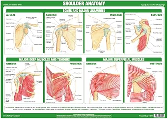 Chartex Joint Anatomy Posters | Musculoskeletal Charts | Human Body Anatomy