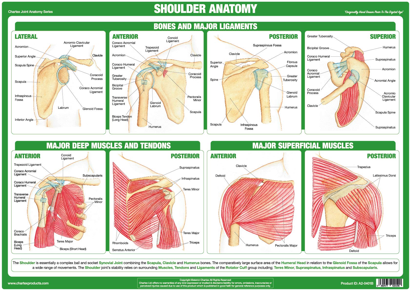 Chartex Joint Anatomy Charts | Musculoskeletal Posters | Muscles, Bones, Ligaments, Tendons | Human Body Anatomy (A2 Paper Format, Shoulder Joint)