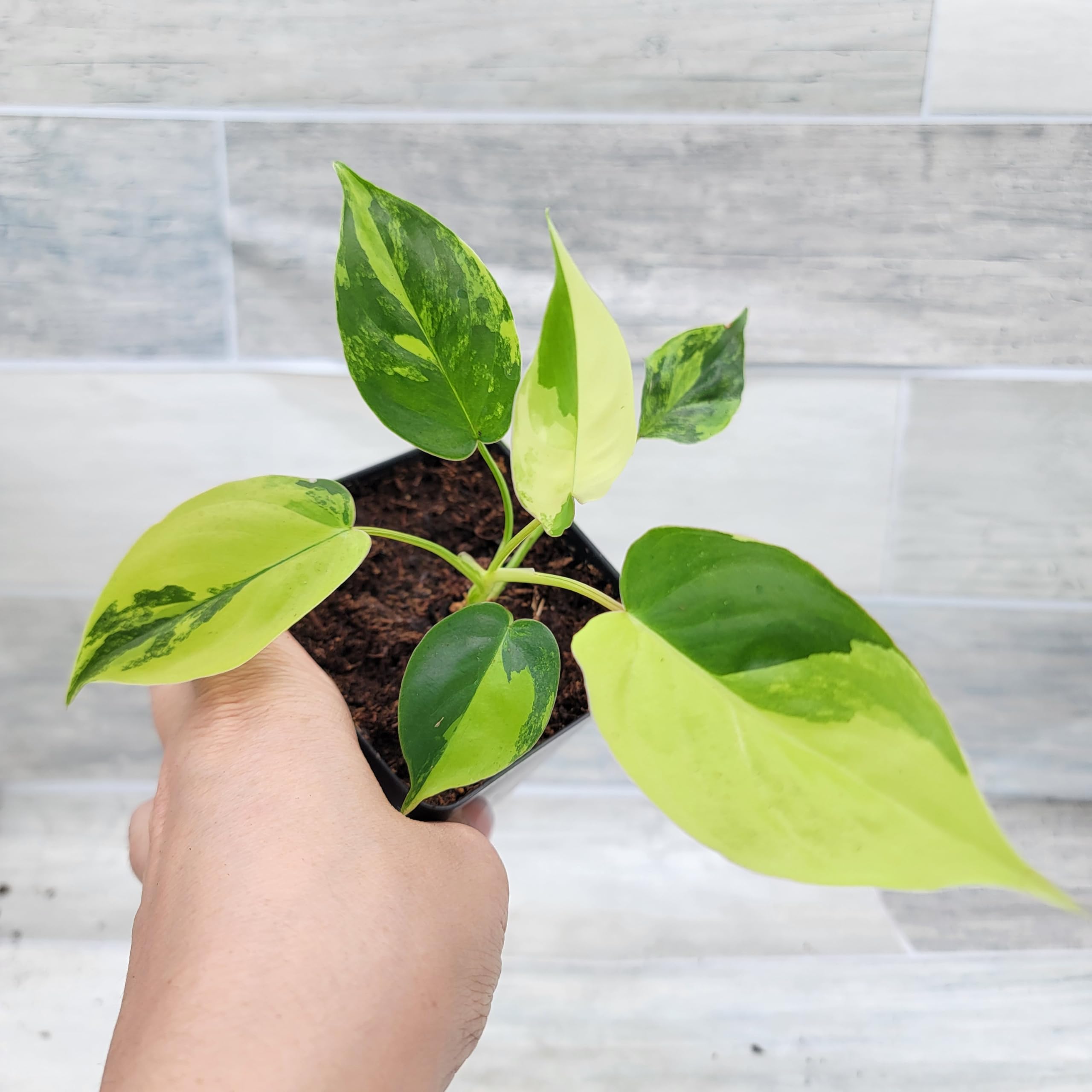 large zz plant for sale Extra Large Variegated ZZ