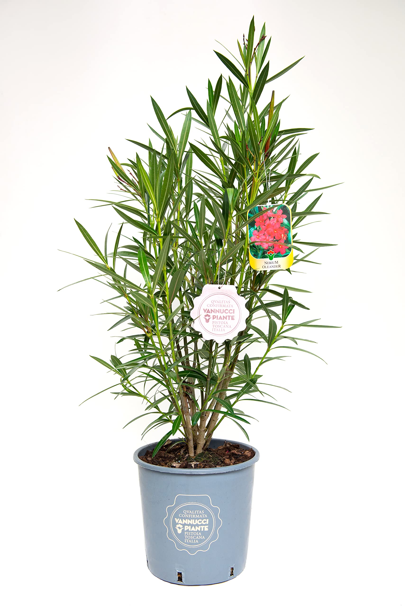 Vannucci Piante - Nerium oleander, Oleandro, Pianta vera in vaso (Rosso)