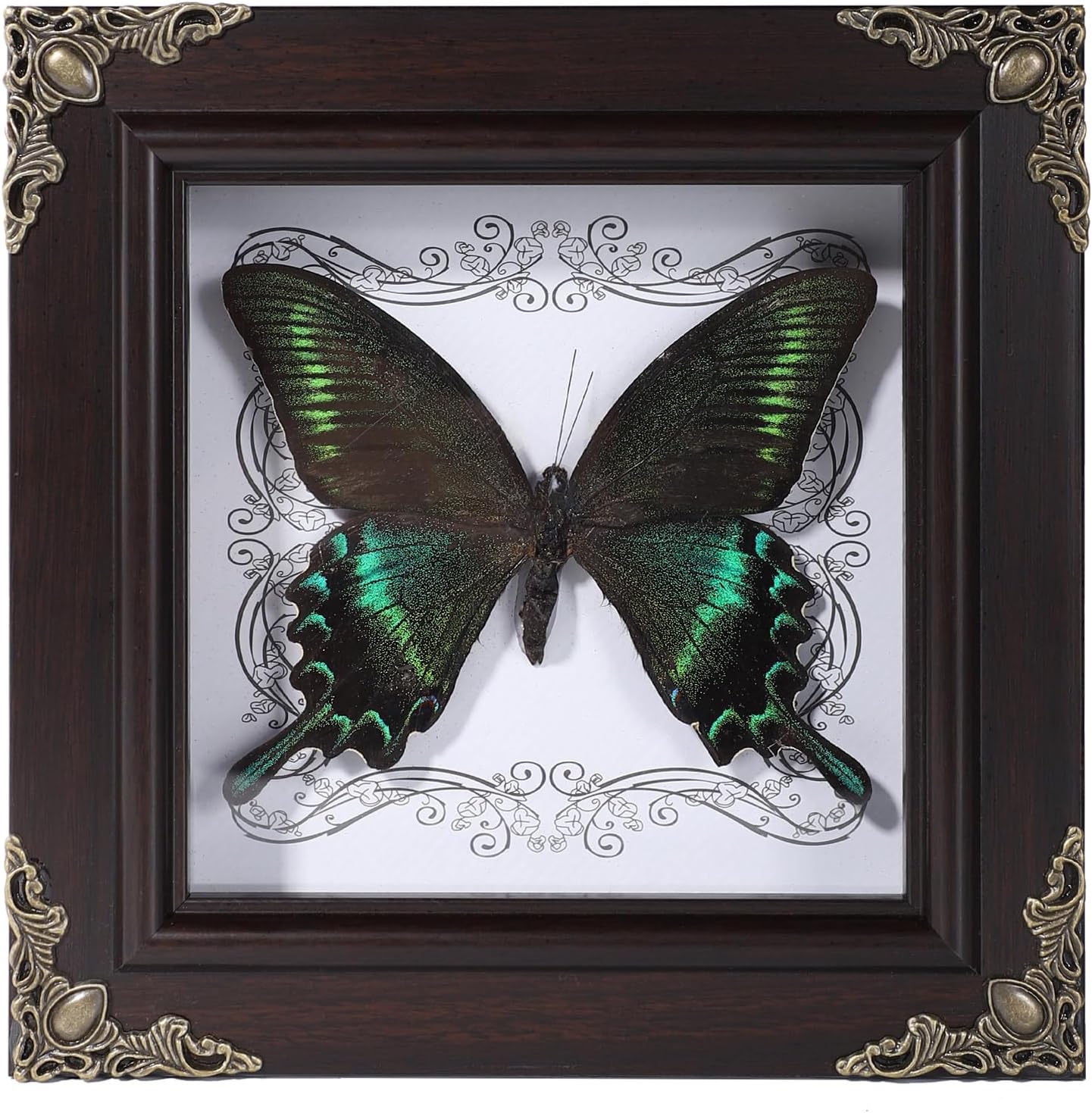 Real Butterfly Framed Home Decor,Taxidermy Shadow Box for Goth Dark Academia Wall Art Decor,Gothic Furniture Gifts for Victorian Whimsigoth Fantasy Moody Witchy Room Bedroom Decor