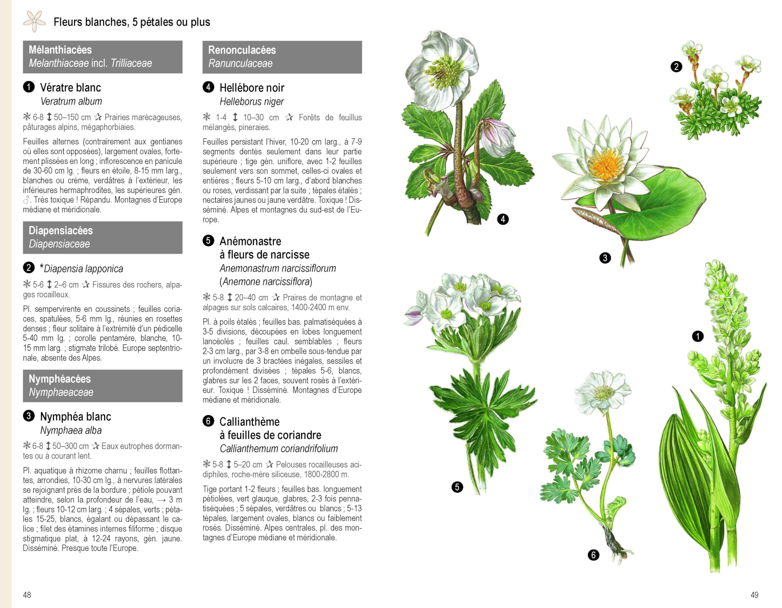 Les Plantes par la couleur: Fleurs, graminées, arbres et arbustes