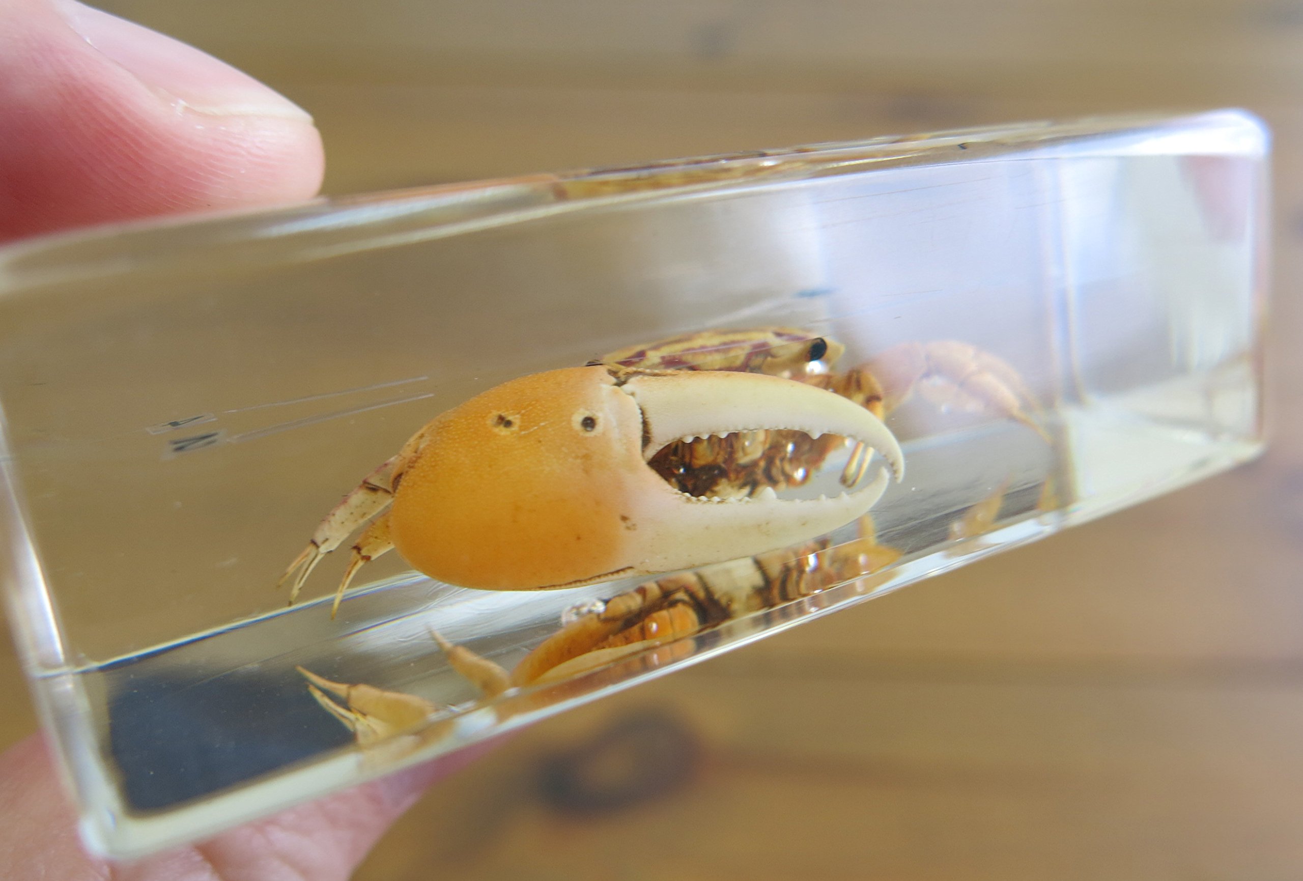 Amazon | カニ の 形態 樹脂 封入 標本 | 生物・動物・人体