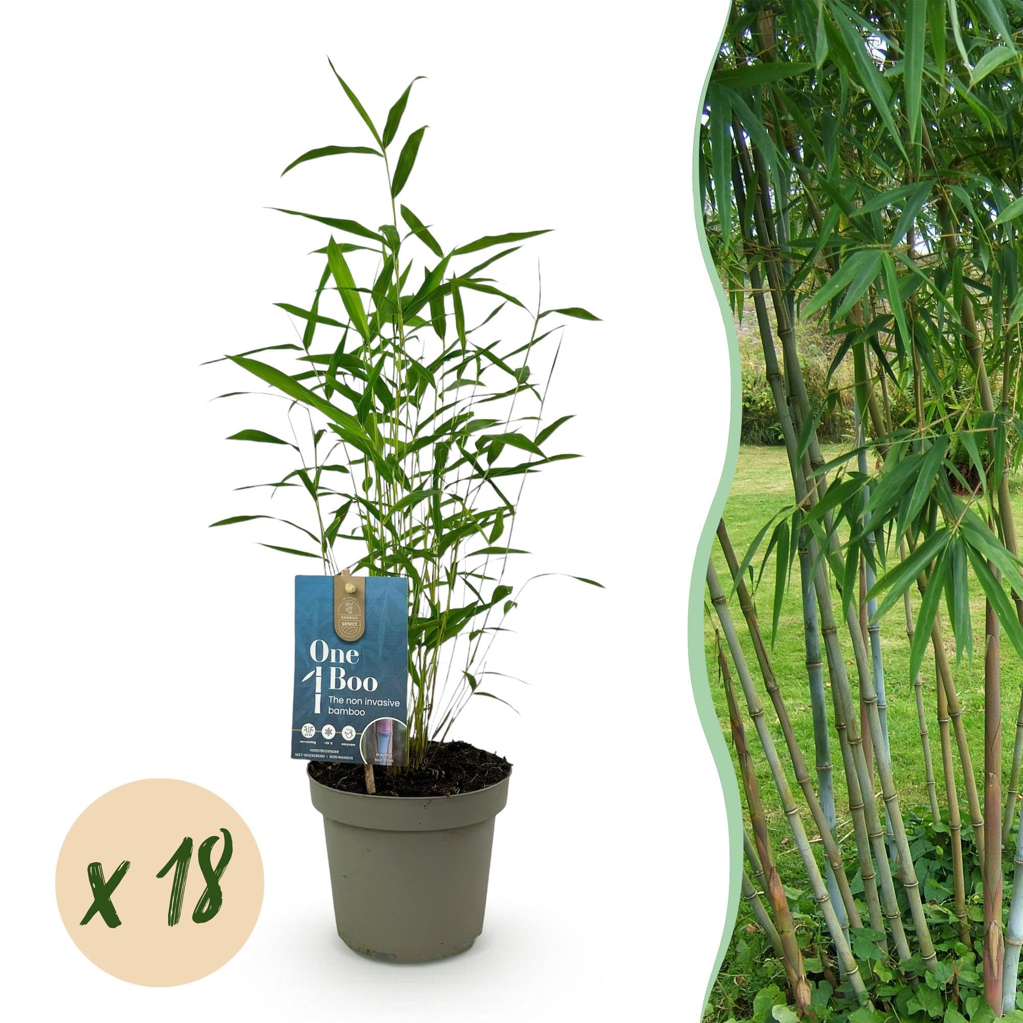 Green boutiQ - Bambus - Fargesia Blue Dragon - Immergrün - Wächst Nicht Unkontrolliert - Grün - 18 Pflanzen - Topf 14cm - Höhe 35cm