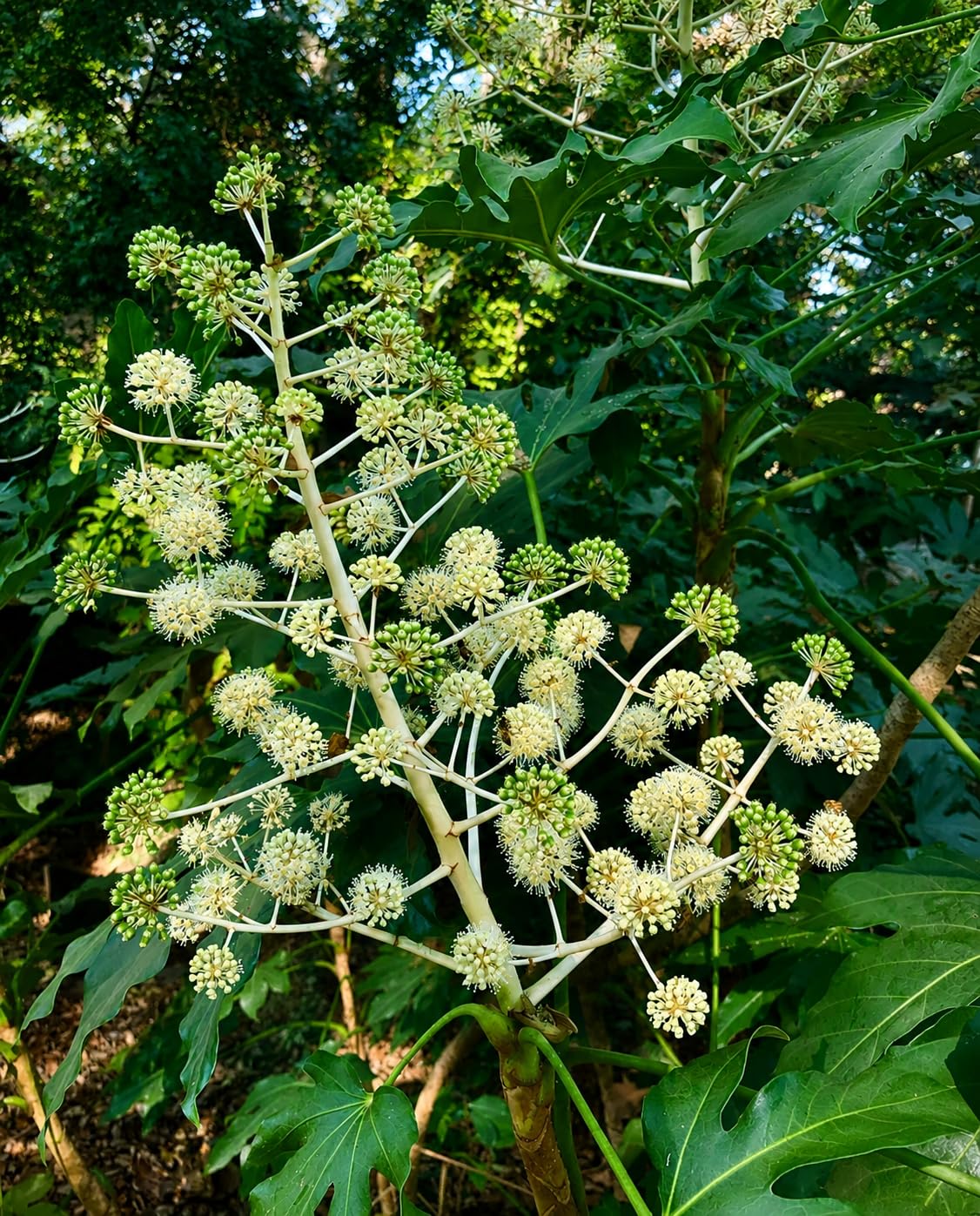 POWERS TO FLOWERS - FATSIA JAPONICA VASO 13 CM DIAMETRO, ARALIA, 2 PIANTE, piante vere