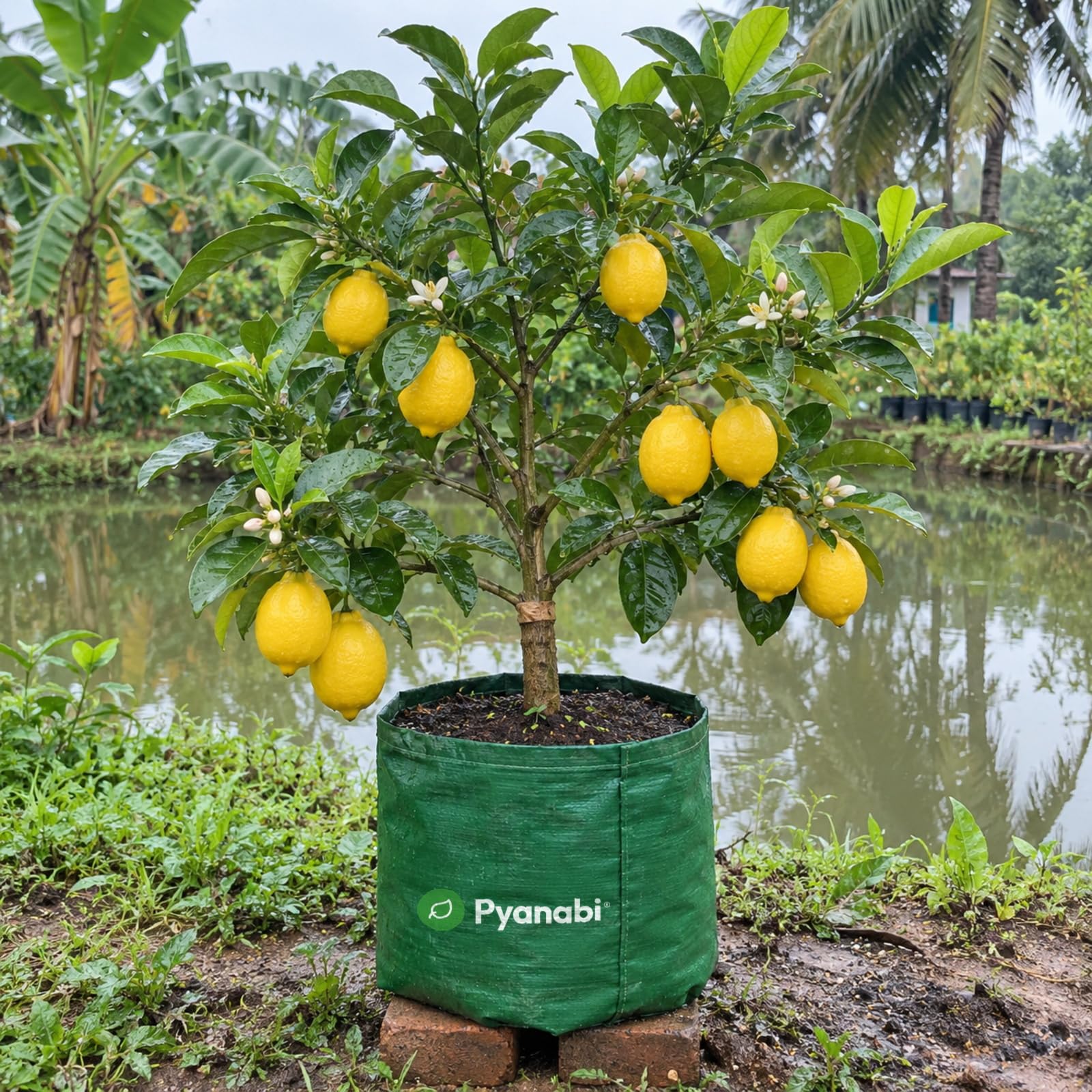 Meyer Lemon Plant - Grow Your Own Citrus! -1