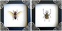 Vista 36 de Mantis Real Enmarcada Creobroter Insecto Muerto Escarabajo Verde Seco Caja de Sombra Flotante 3D Marco de Vidrio Espécimen de Taxidermia