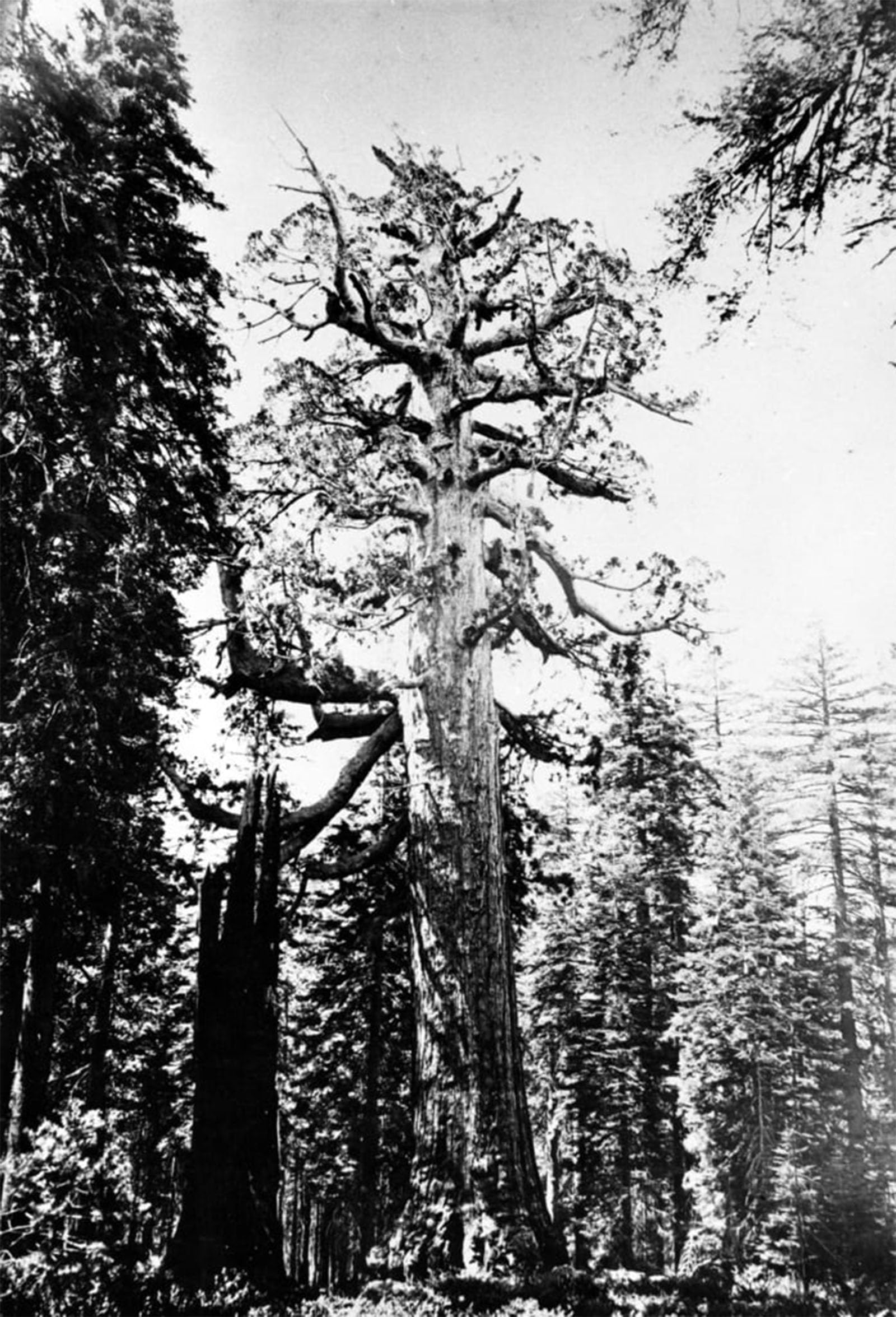 Artxlxxbn No Frame Famous Painting Art Wall Decor Abstract Art Picture The Grizzly Giants By Carleton E. Watkins Animal Pictures For Home Decor 60X90cm