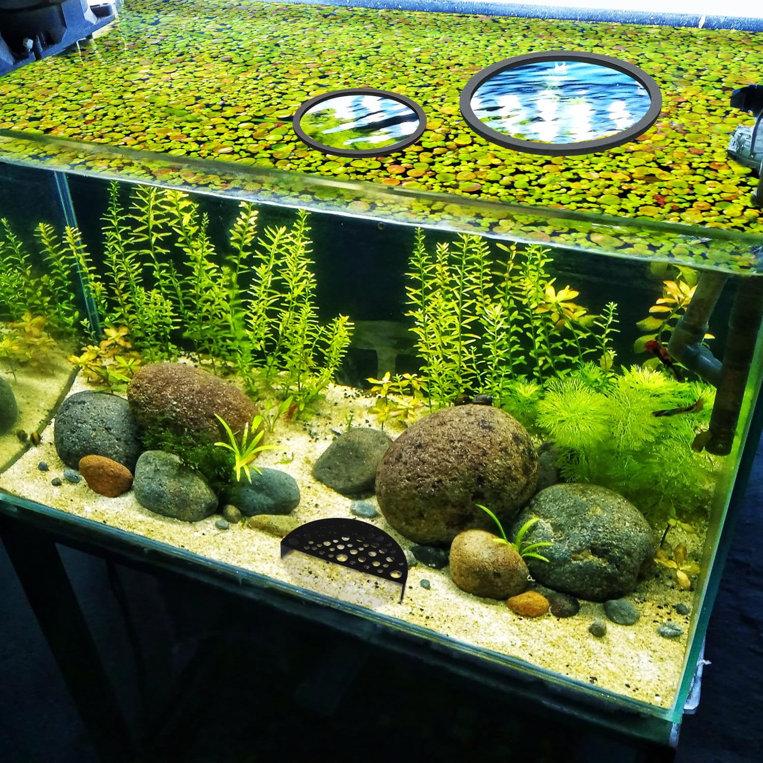 lasuroa Shrimp Breeding Protector - Image 3