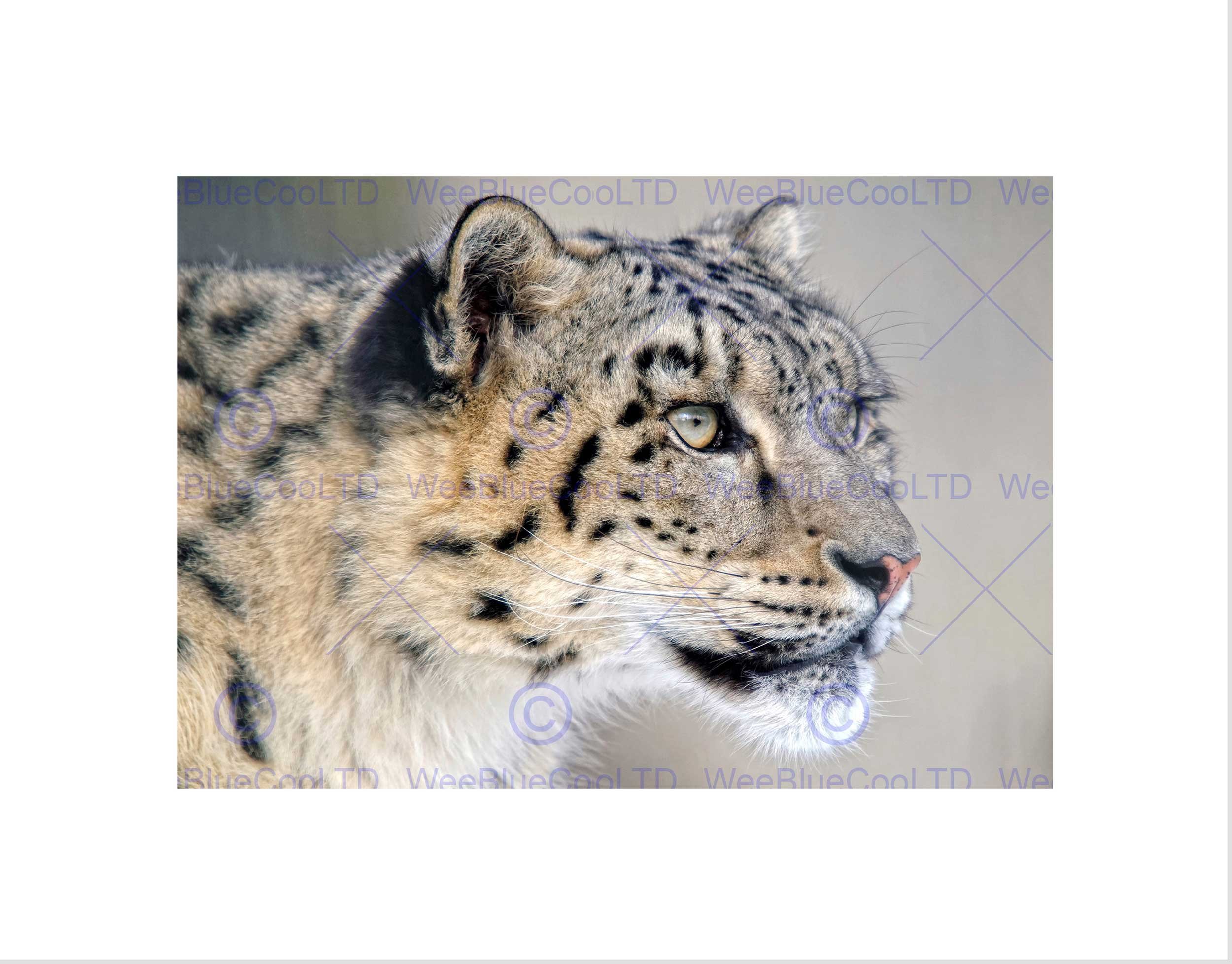 Wee Blue Coo SNOW LEOPARD FACE CLOSE UP BIG CAT BLACK FRAME FRAMED ART PRINT PICTURE B12X9129