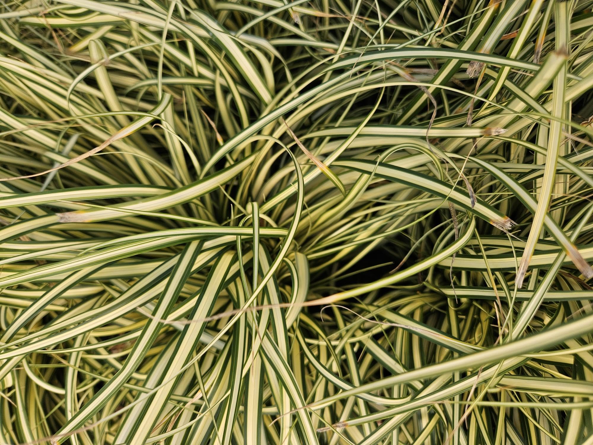 Carex Evergold Erba Coprisuolo, Giallo Verde, Set 60 Pezzi, 10-25cm, Ø9cm