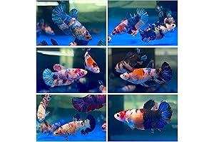 D&A Tropical Live Fish: Female Koi Galaxy Betta – Burst of Colors