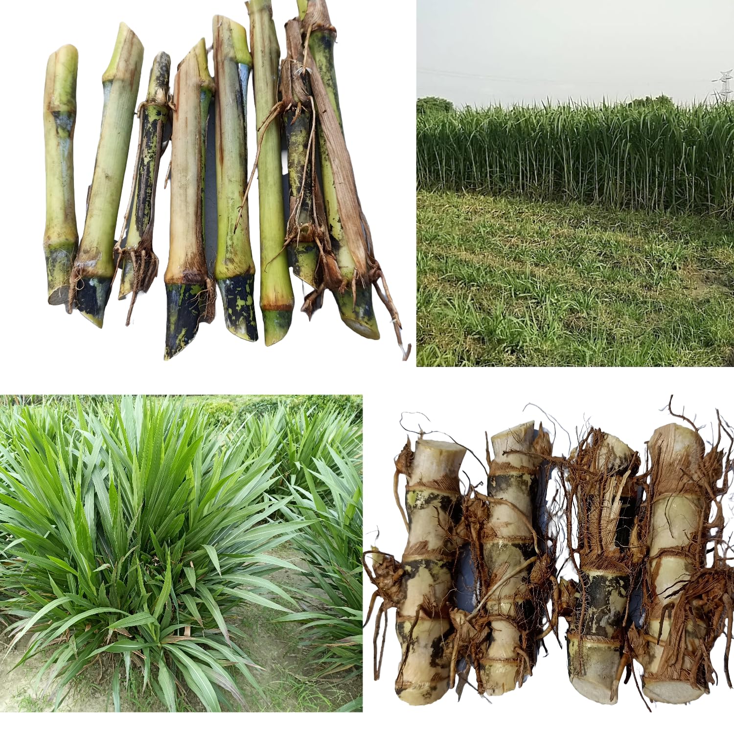 N.G.M. AGROCARE Dwarf Napier And Super Napier Grass Stick, Each 10 Total 20 Fresh Stick For Goat, All Life Stages (B0CHWMPZRS) Amazon Price History, Amazon Price Tracker