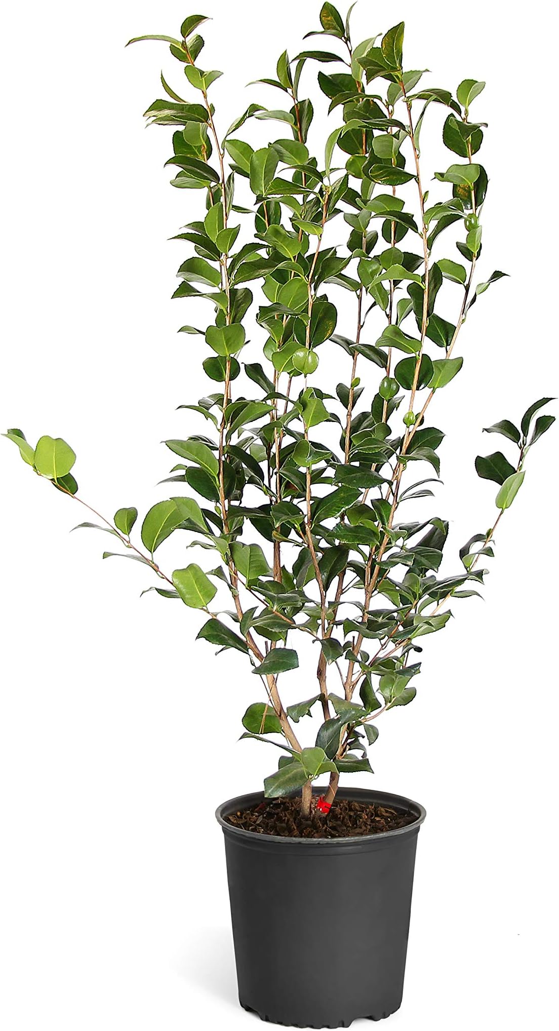 Brighter BloomsYuletide Camellia Shrub, 3 Gallon - Live Plant - No Shipping to AZ, OR, TX