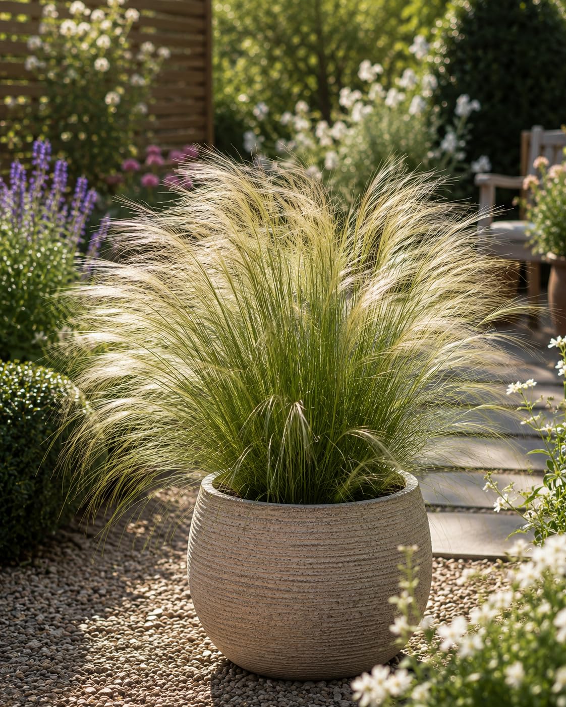 Stipa Ponytail Grass Plants Pack of 3 10.5cm Garden Ready Plants