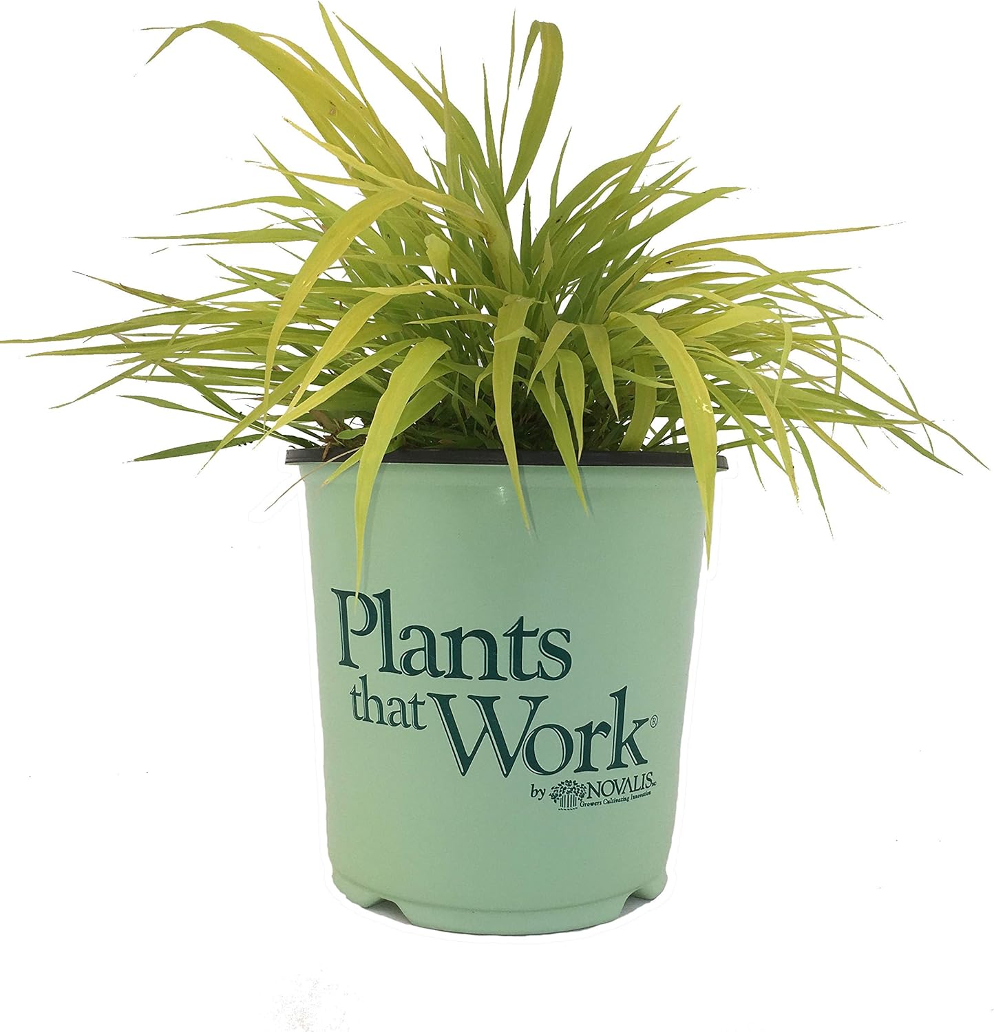 Premier Plant Solutions 15340 Gold Plants...