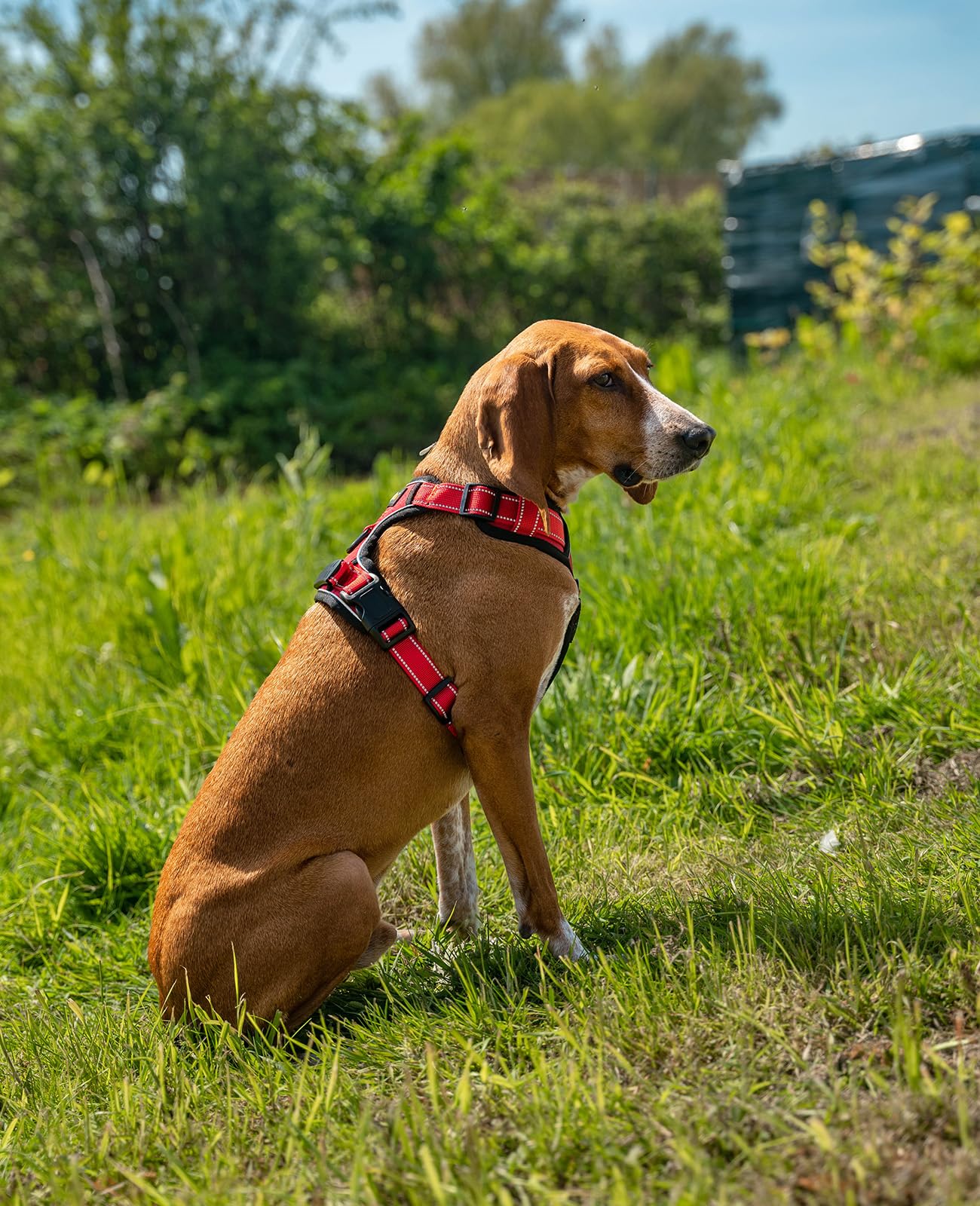 Pettorina Per Cani Antitrazione Lionto - Imbottita E Riflettente, Taglia XL Rosso - Foto 12