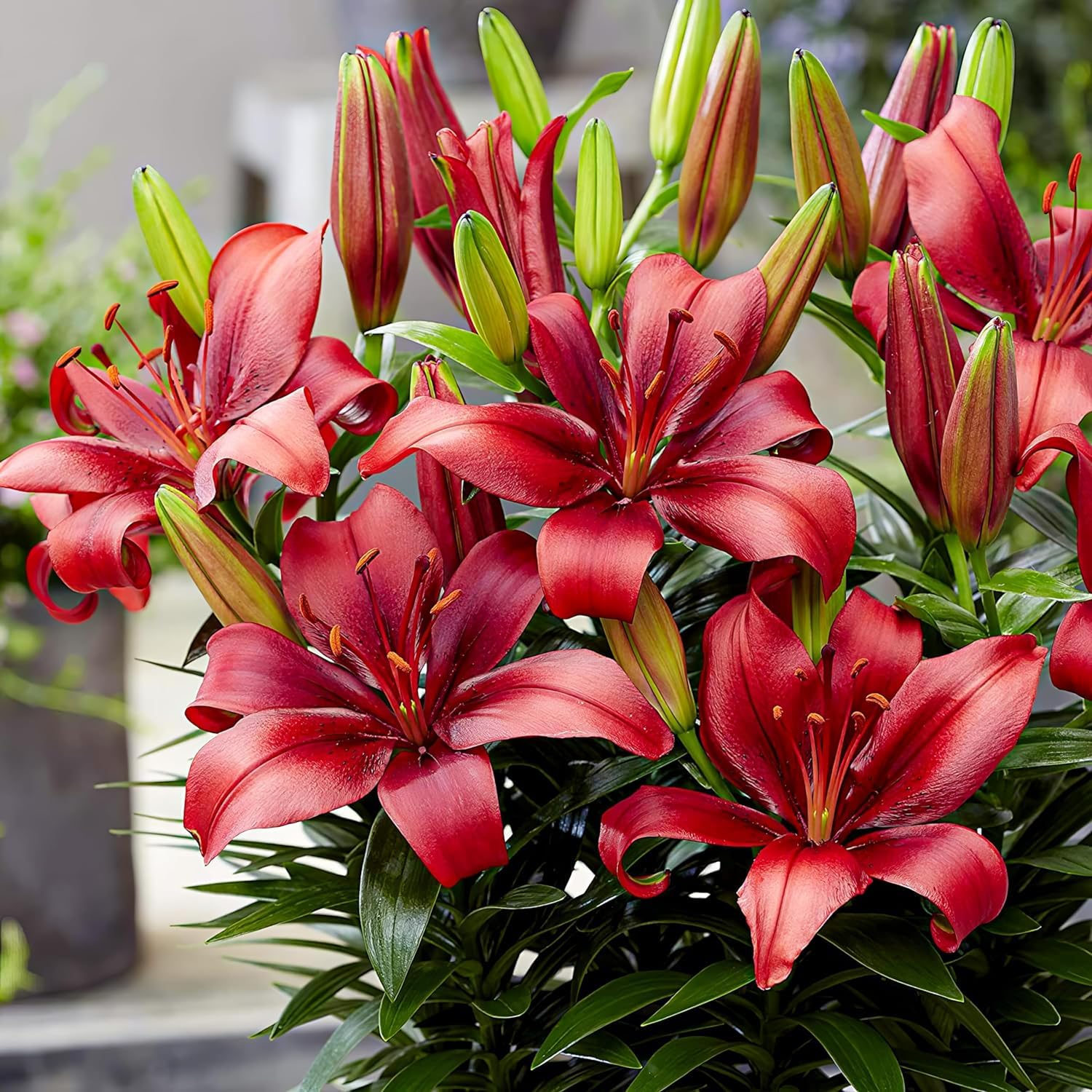 Colección de 15 bulbos de lirio de jardín Matrix, mezcla de 5 variedades, 3 de cada color, bulbos de flores perennes y resistentes al invierno, mezcla de Holanda para jardín y maceta