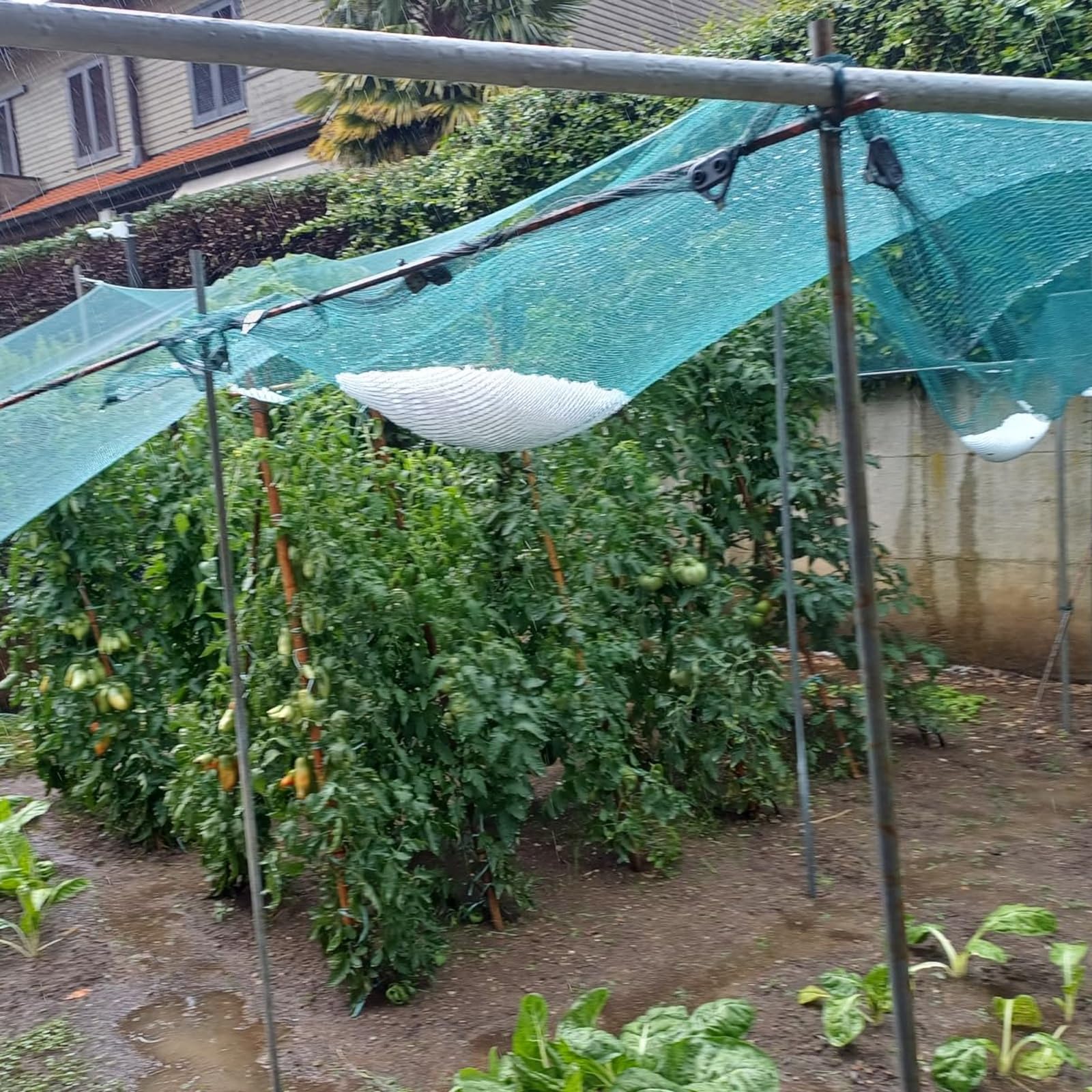 Ogrodowa siatka przeciw gradowi, HDPE przeciw starzeniu się sadu, ochrona stawów o drobnych oczkach, ochrona stawów szklarniowych, ogrodzenie dla hodowli drobiu (3 x 50 m)