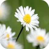 Daisy wallpapers Daisy Wallpapers