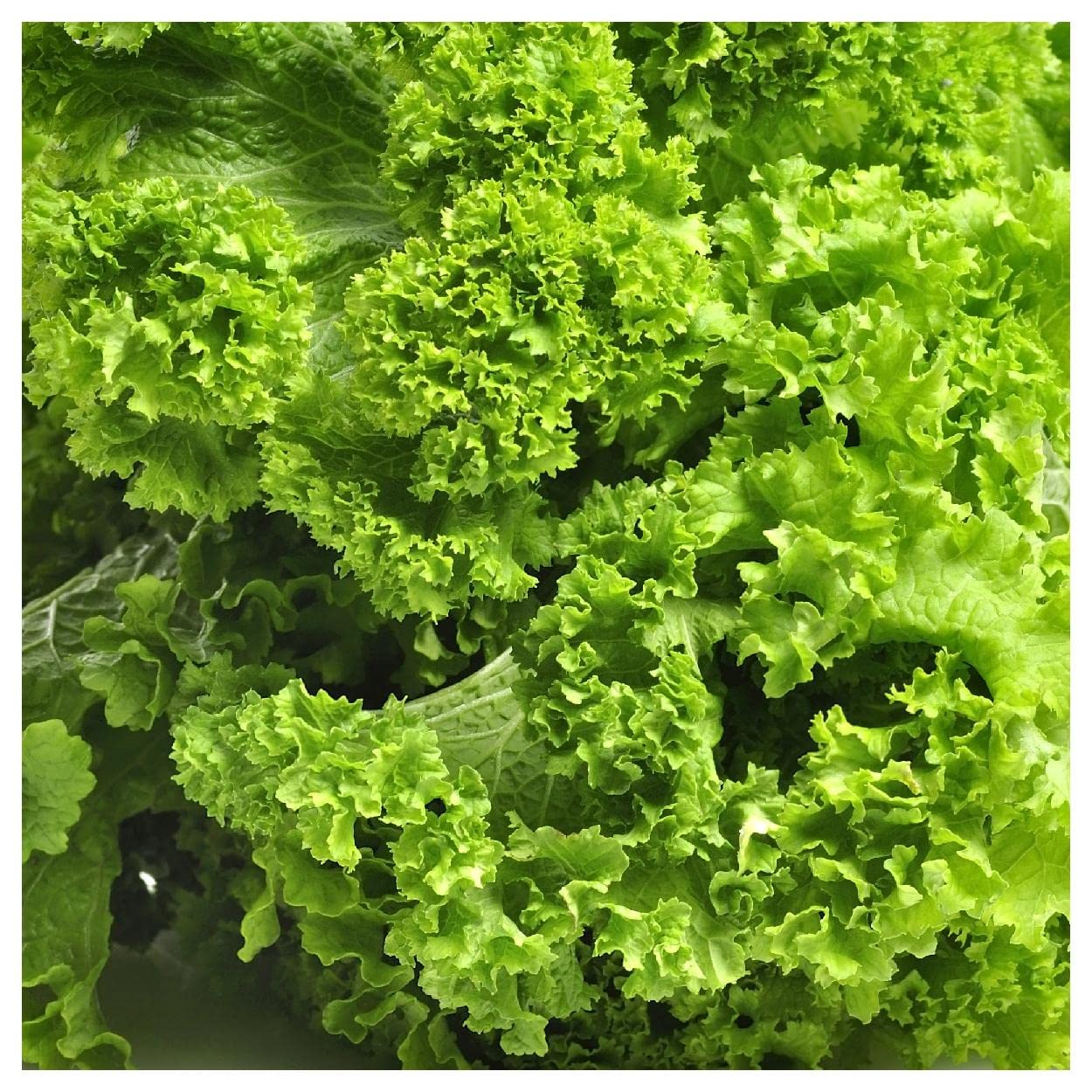 Everwilde Farms Southern Giant Curled Mustard Seeds
