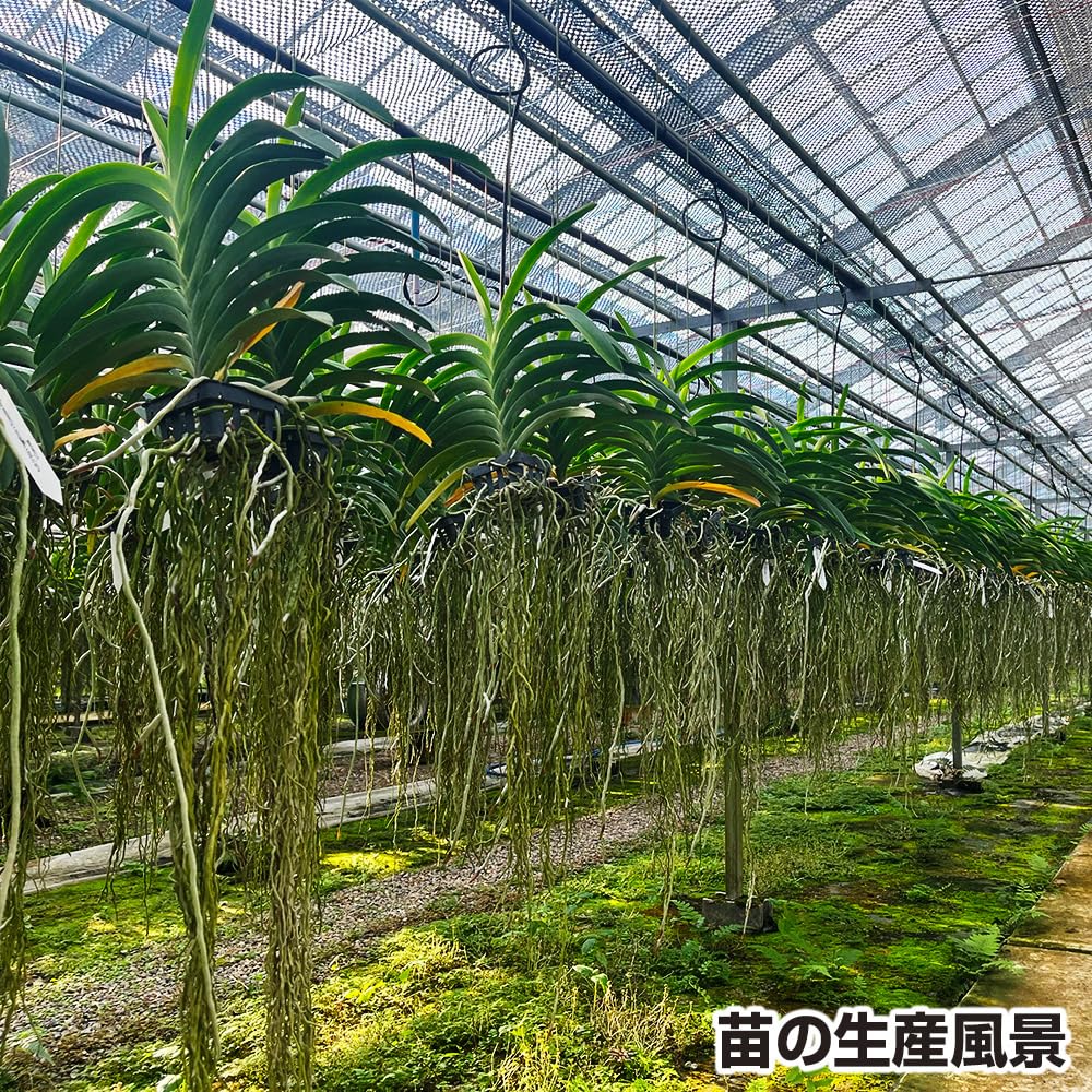 Amazon.co.jp: 国華園 ラン苗 バンダ 品種おまかせ (名称付) 1株 / 26
