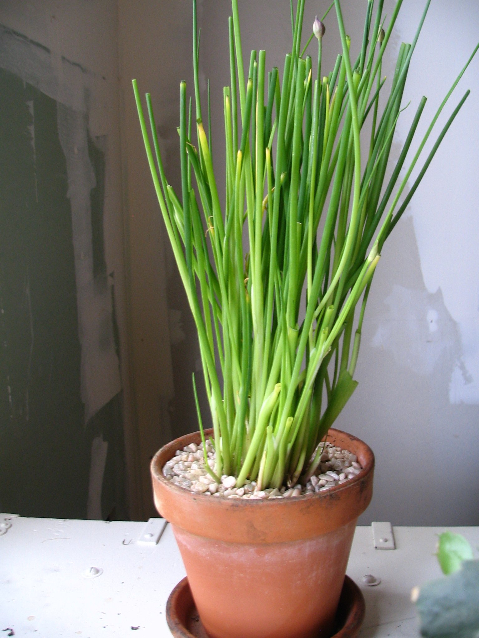 Chives Herb Seeds For Home Terrace And Kitchen Indoor Outdoor Gardening Planting Farming (Pack Of 100 Seeds)