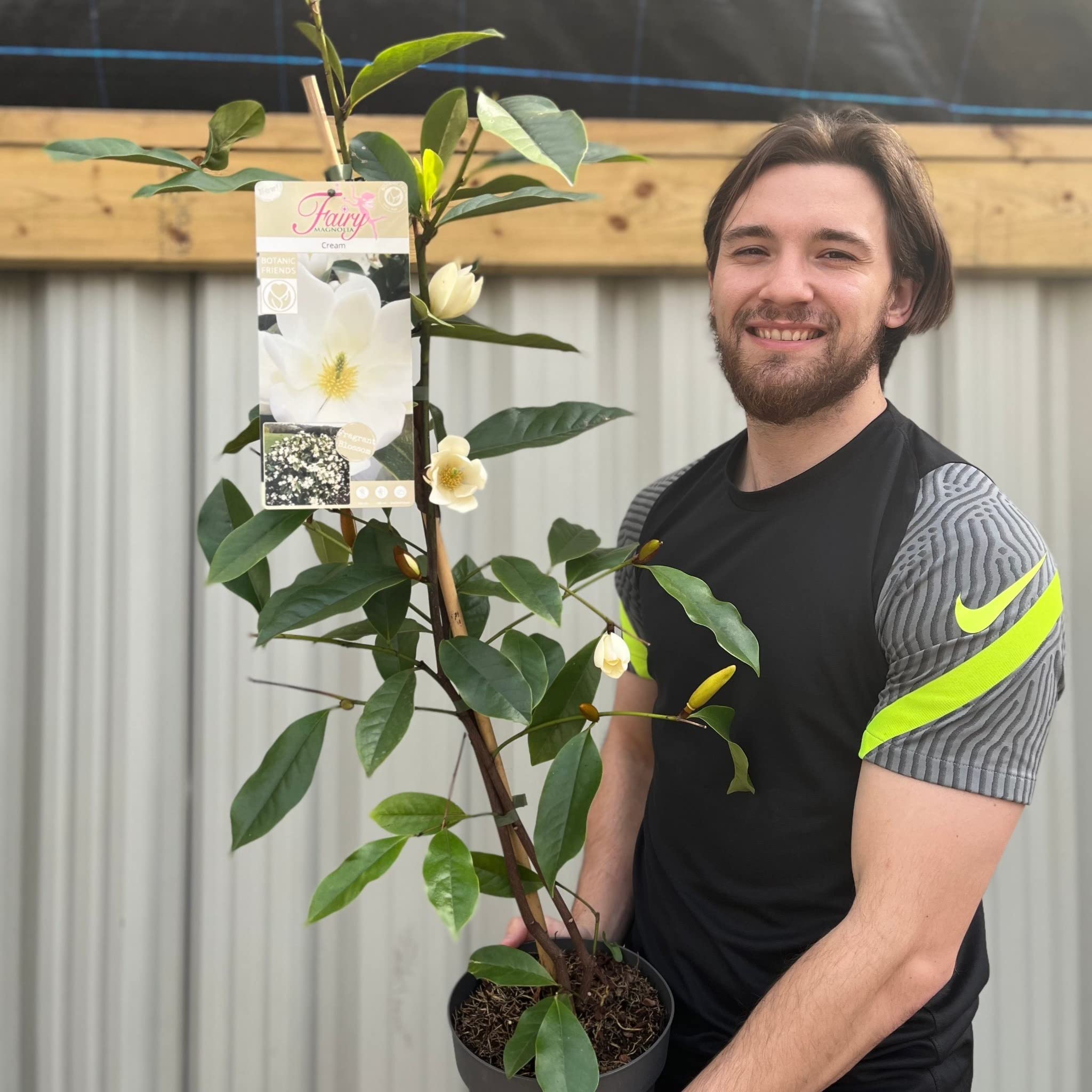 1 x Evergreen Magnolia | Fairy Magnolia Cream | Fragrant | 60-70cm