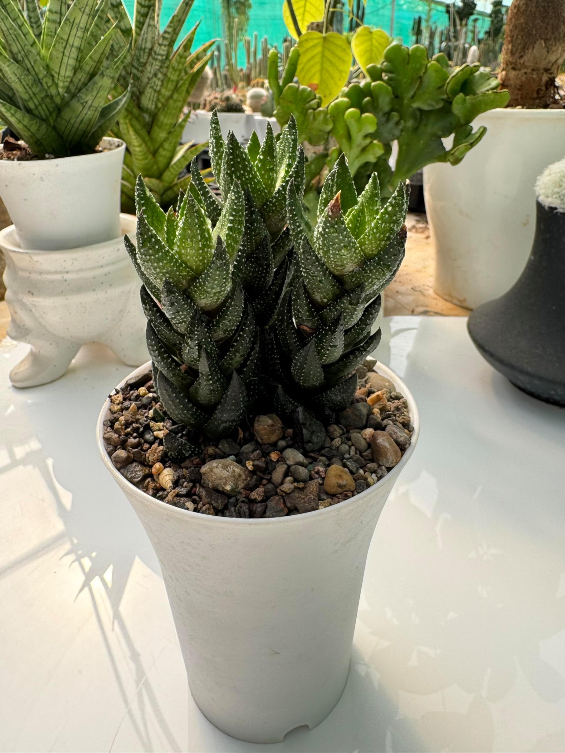 - Haworthia Live Succulent Plant | Low Maintenance Indoor Plant | Natural Air Purifier-23