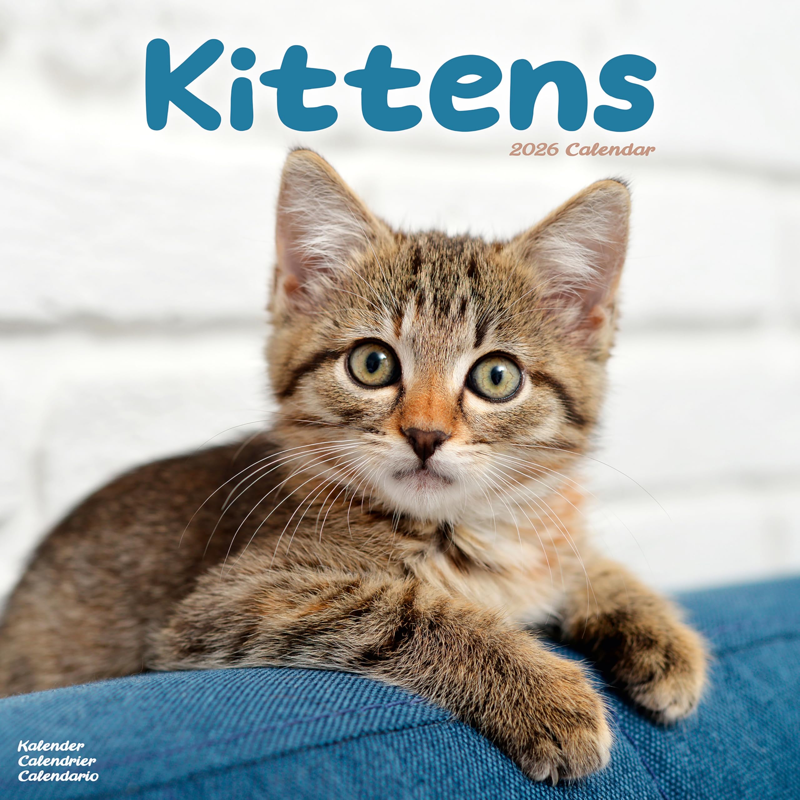 Kittens Calendar 2026  Square Cats Wall Calendar  16 Month CALENDAR