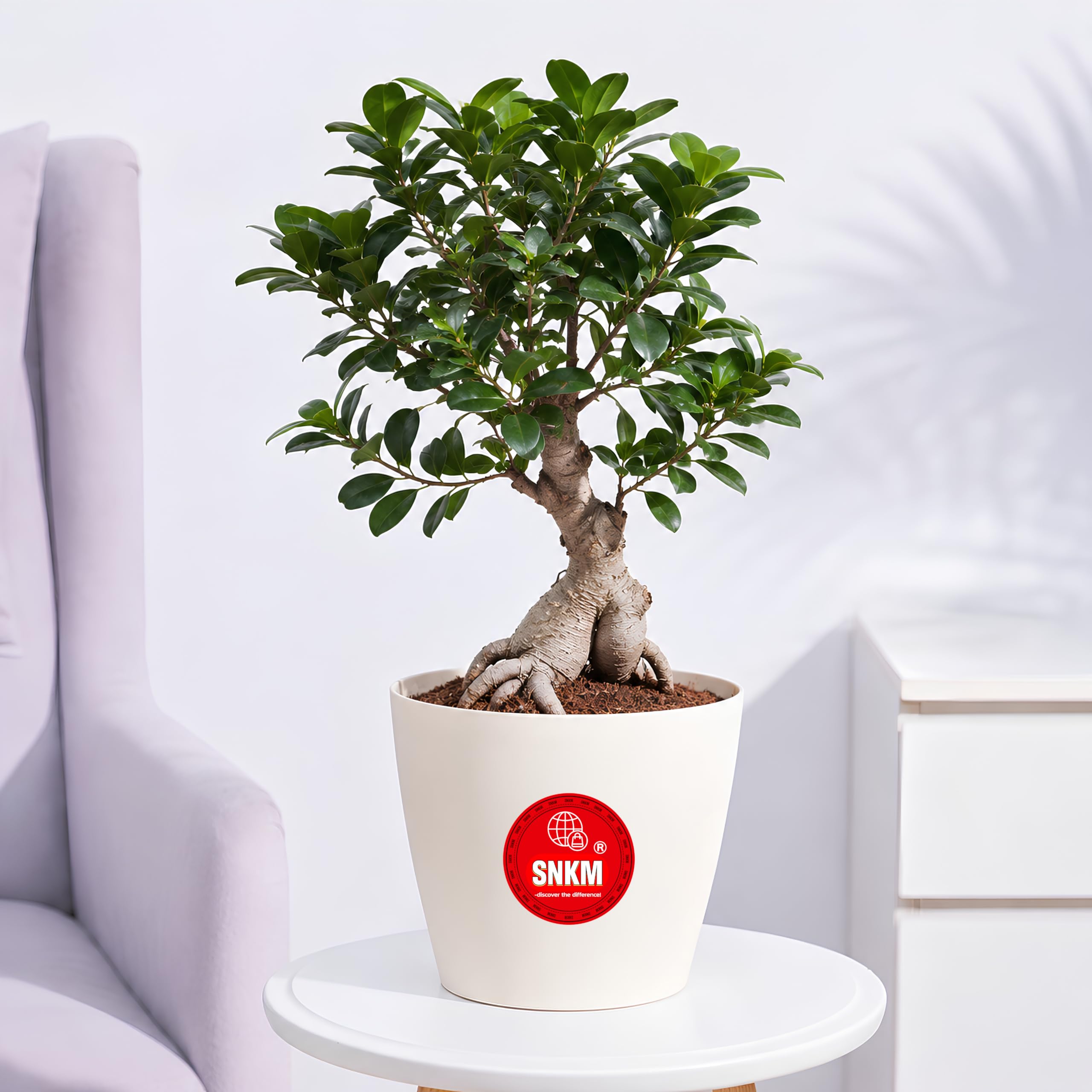 SNKM® - Ficus Bonsai Live Indoor Plant | For Home, Office, Garden, Living Room, Bedroom, Desk Table, Commerical Spaces, Restaurant, Hotels, Resorts, Banquets & Hospital - Medium, Pack of 1-image-21