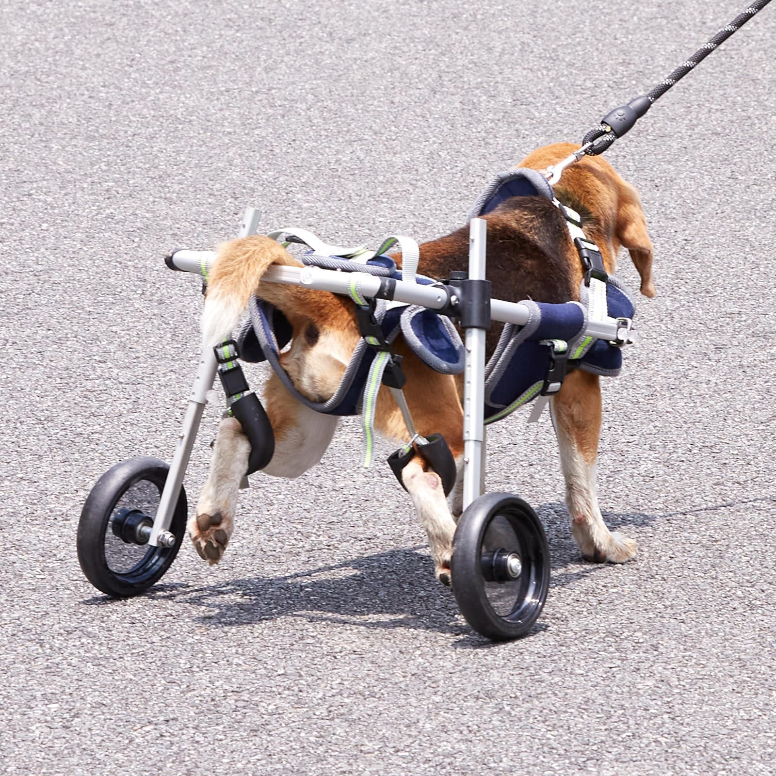 VEVOR Fauteuil Roulant pour Chien 2 Roues pour Pattes arrières, Fauteuil Roulant pour Animaux de Compagnie léger et réglable pour la guérison Membres postérieurs des blessés, handicapés, paralysie, S