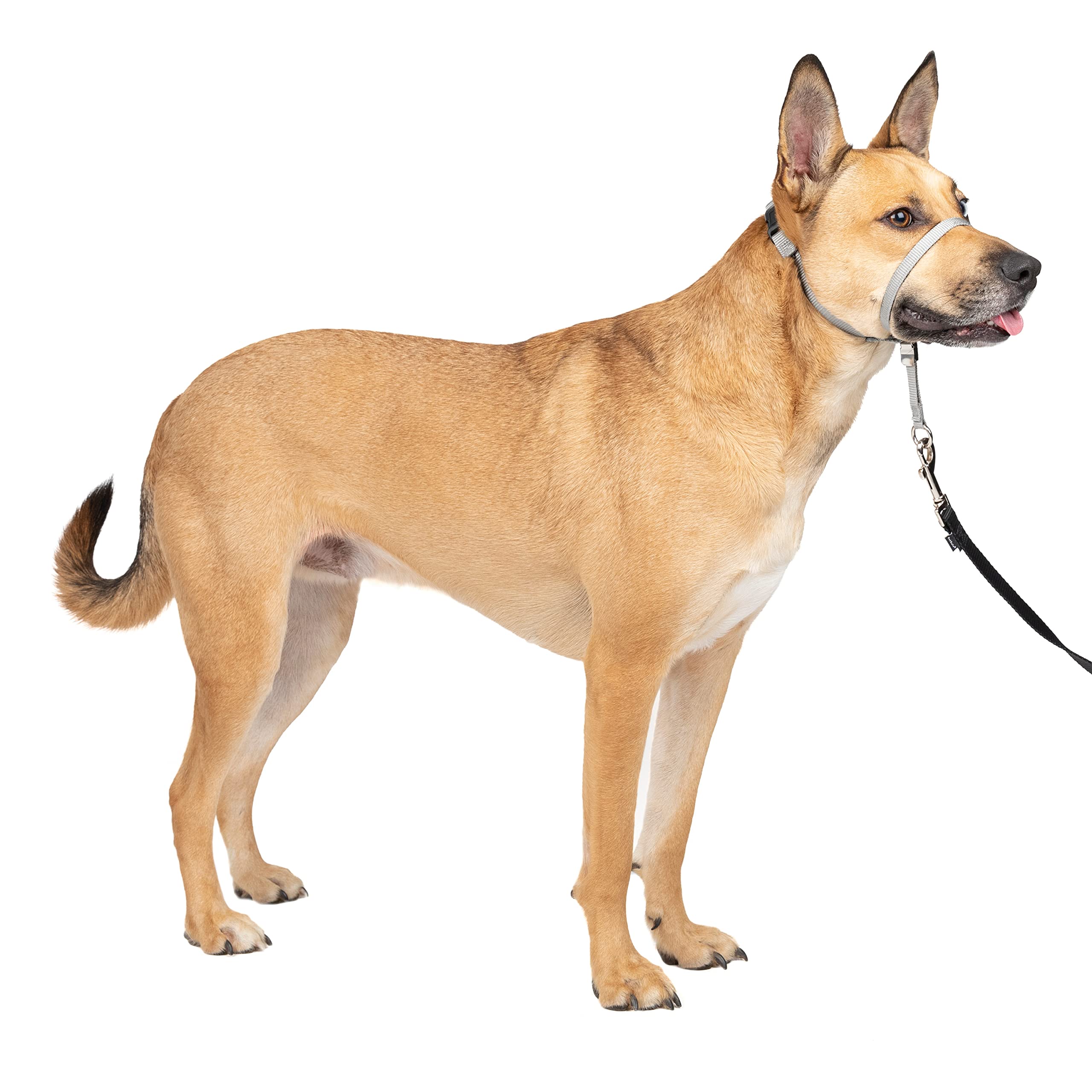 Buy PetSafe Gentle Leader Headcollar, NoPull Dog Collar Perfect for