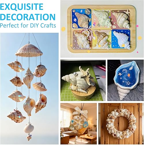 Miniatura 5 de Conchas de cangrejo ermitaño, 40 caracolas de mar naturales para conchas de repuesto y casas de cría de peces pequeños, tamaño de caracola, tamaño