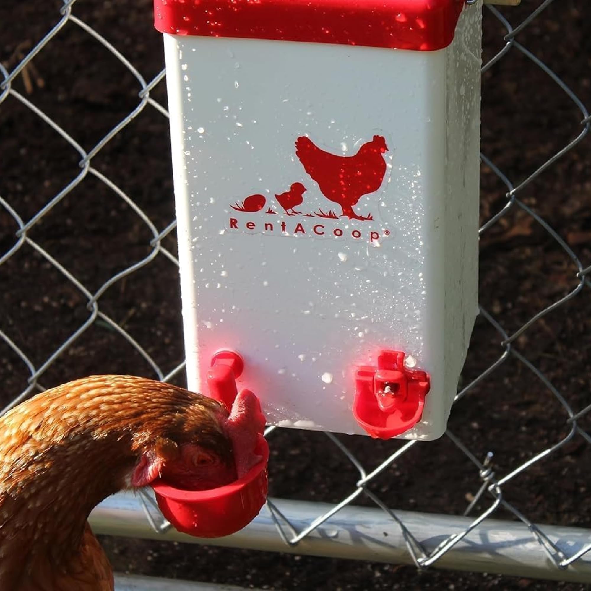 Regadera pequeña para jaula - Capacidad de 1 galón para pollitos/codornices/palomas/aves de juego