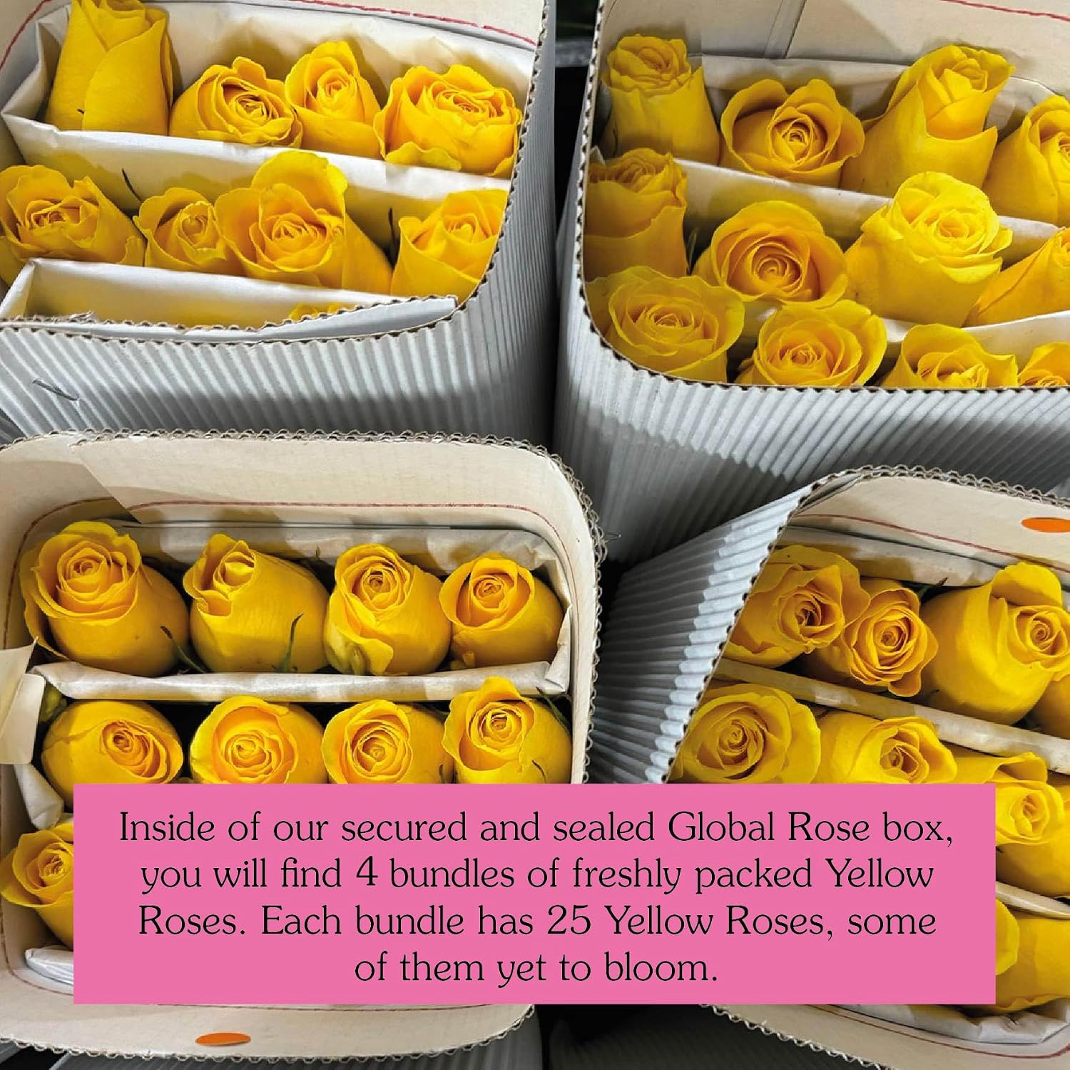 GlobalRose 100 Yellow Roses Bouquet -Responsibly Sourced Roses Fresh Flowers - Hand-Picked Flowers Fresh Bouquet for Graduation, Anniversary, Birthday & Special Occasions (4 Bunches of 25 Stems)