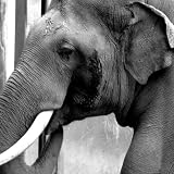 Tons of Cute Elephants HD Wallpapers